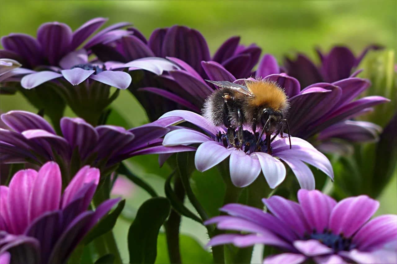 bombus terrestris
