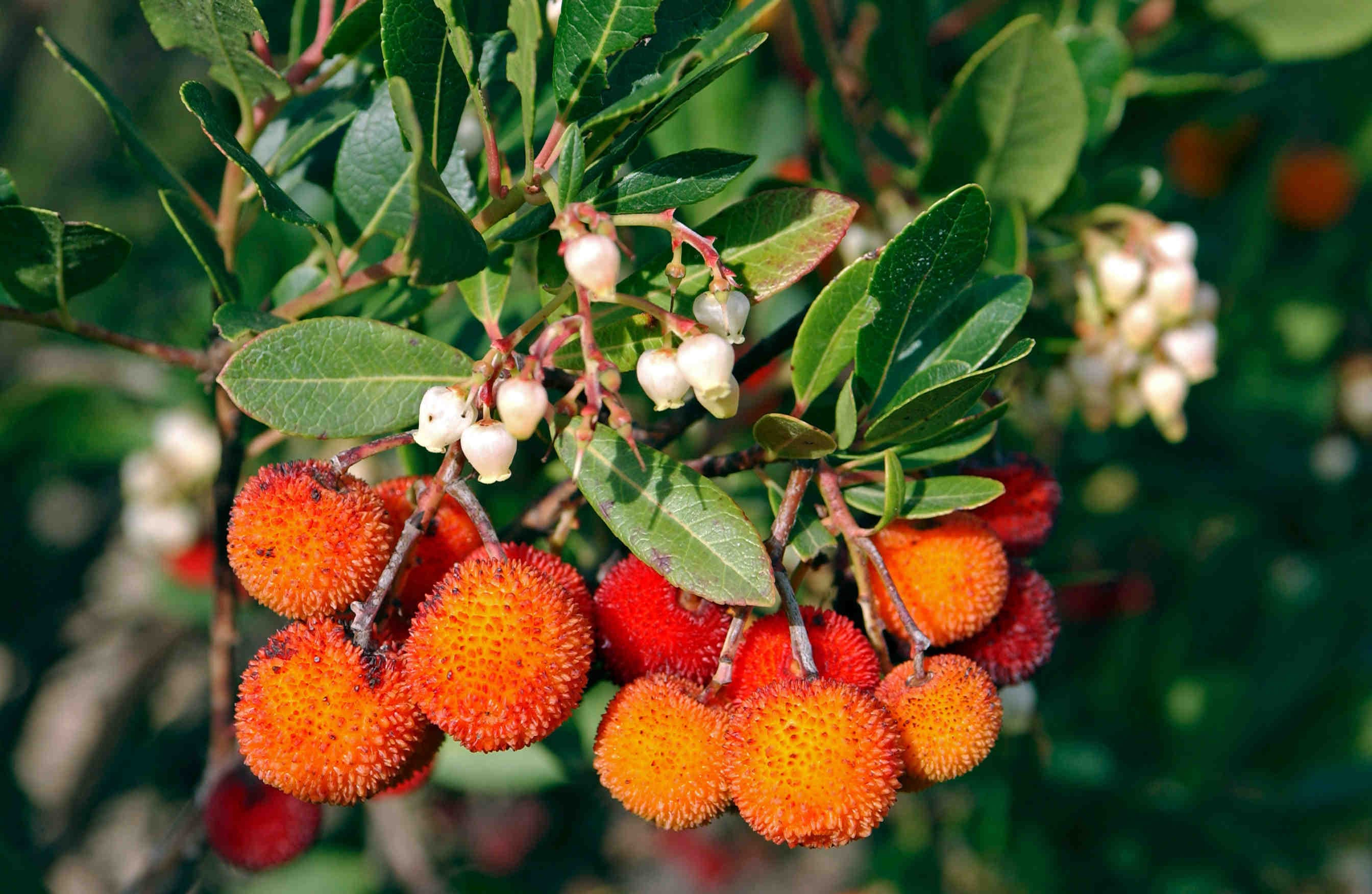 arbutus unedo
