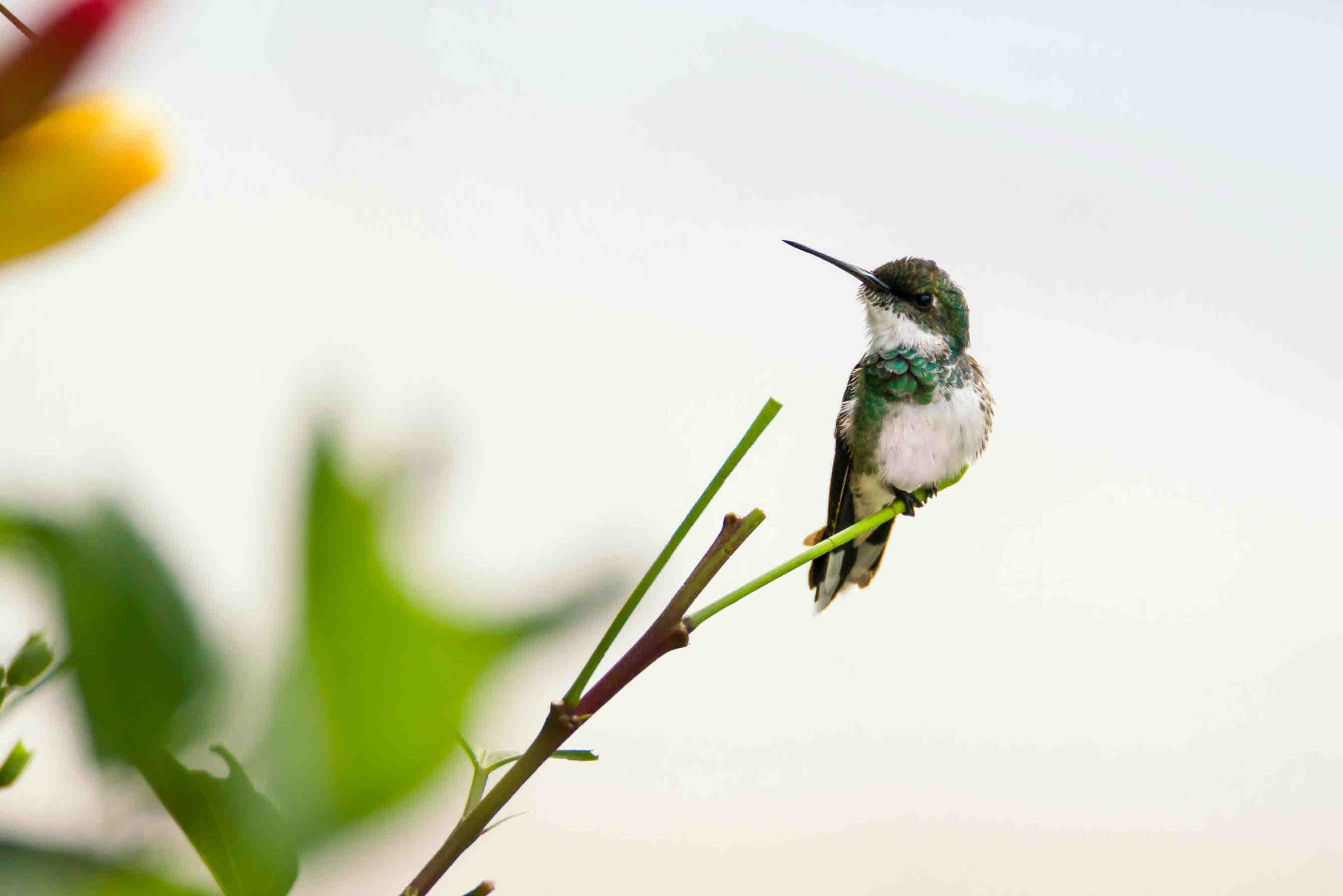 colibrì