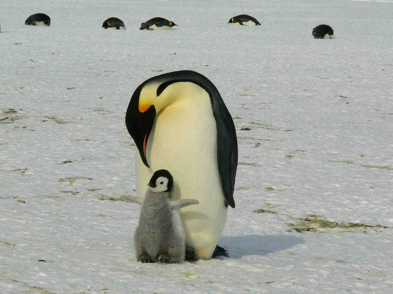 pinguino imperatore