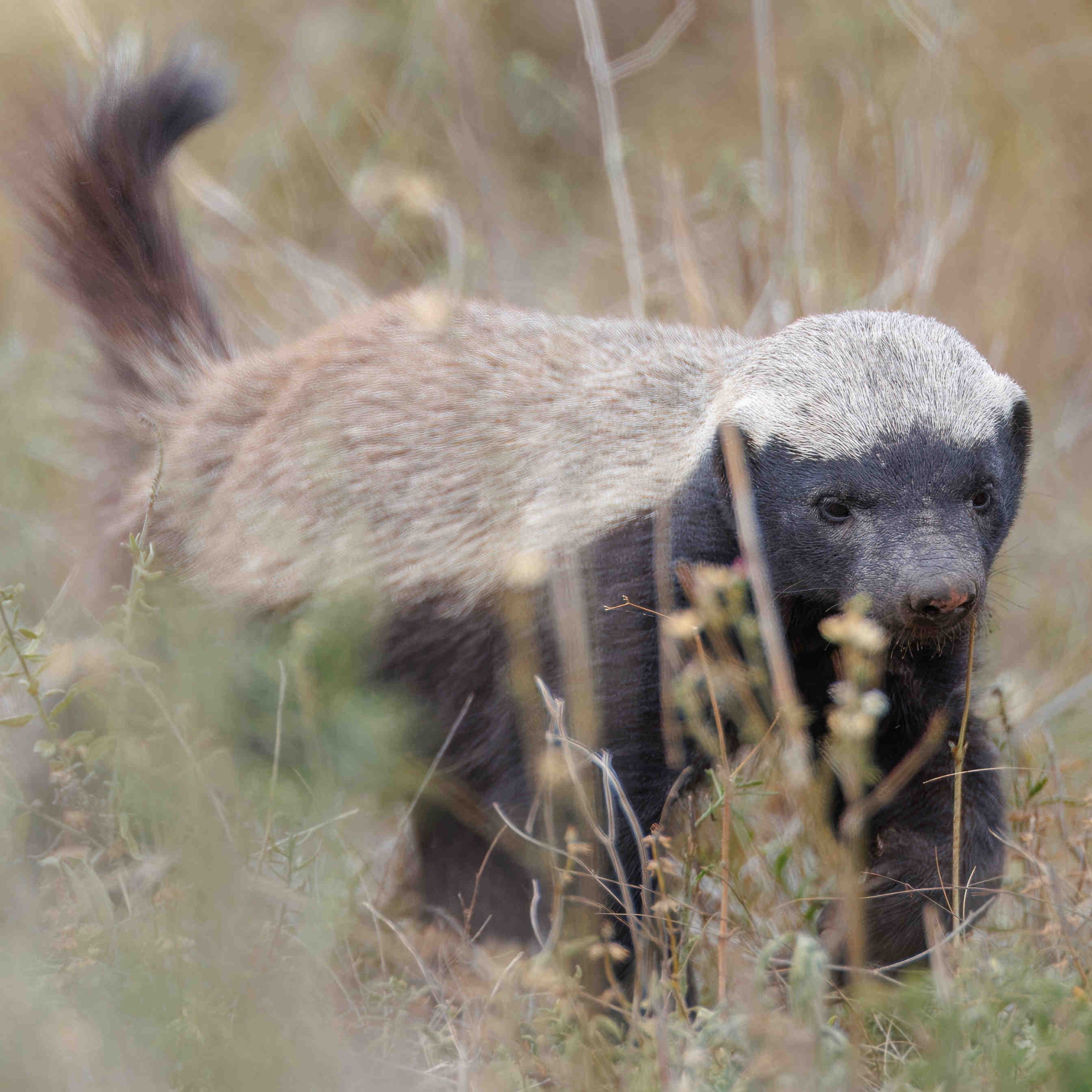 honey badger