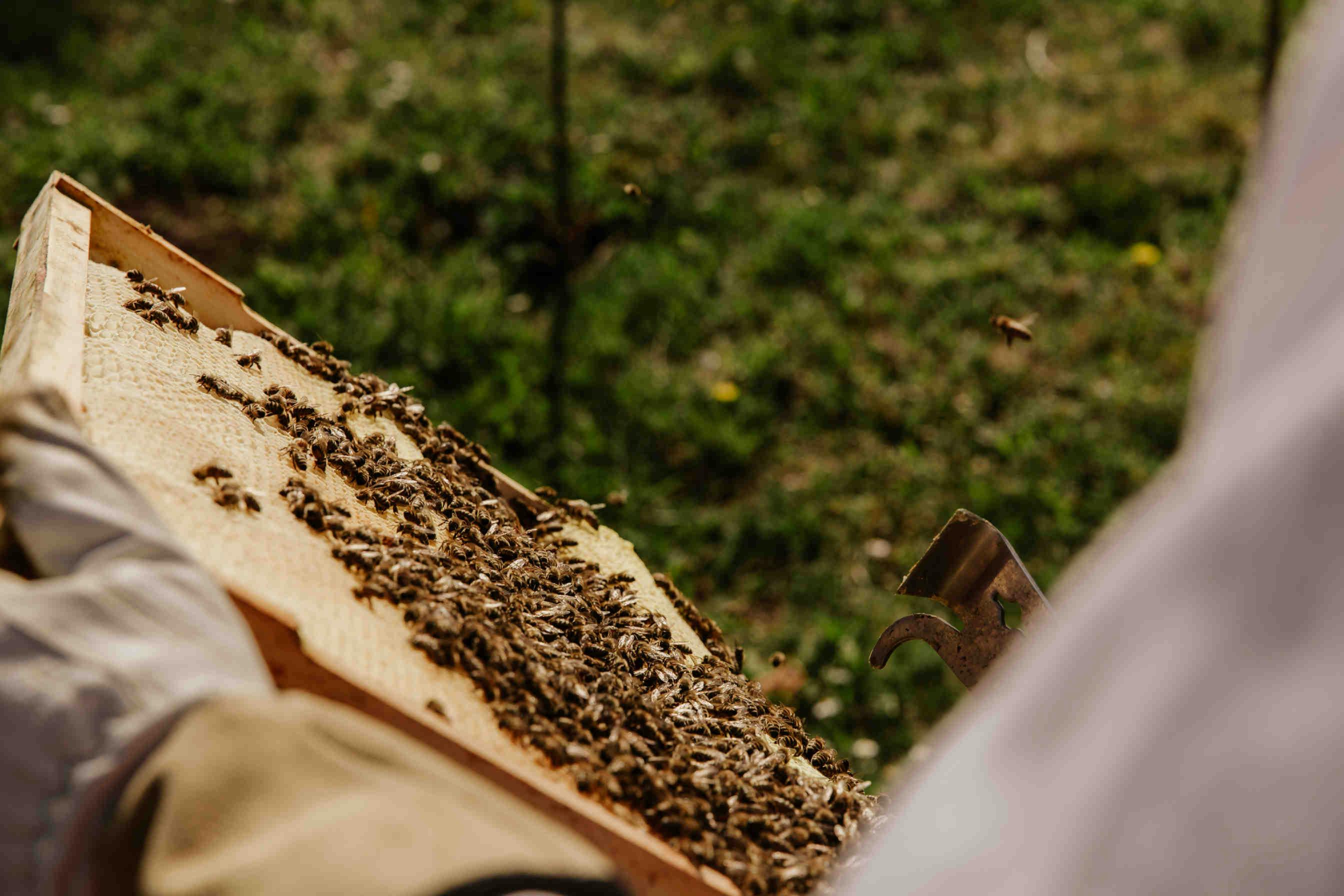In Apiario A Ottobre E Novembre: cosa fa l'apicoltore?