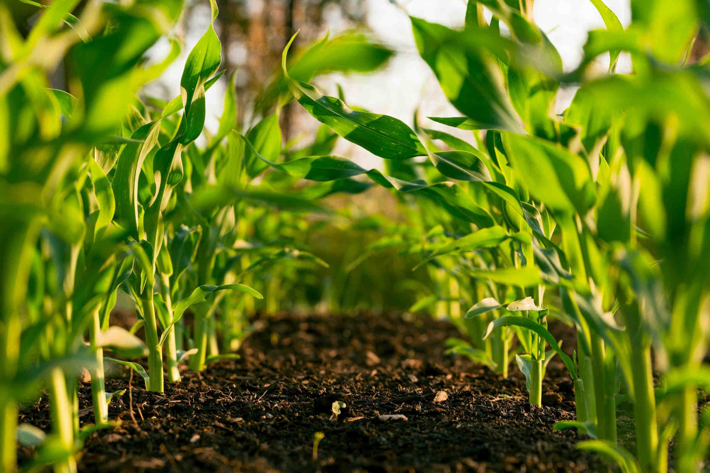agricoltura