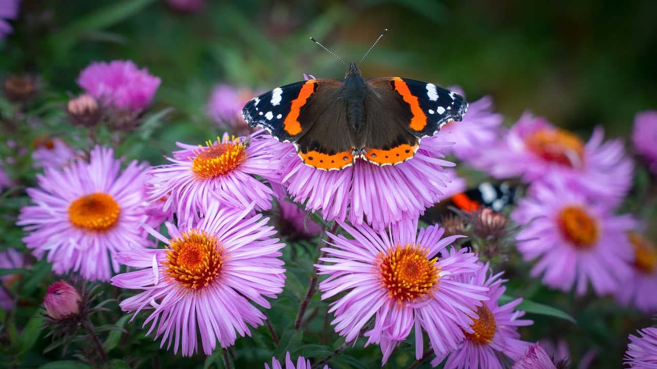 bilancio di sostenibilità e biodiversità