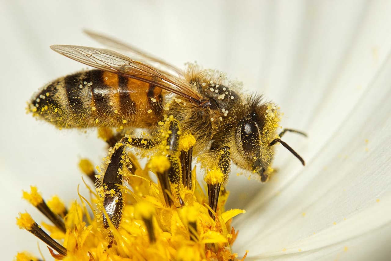impollinazione