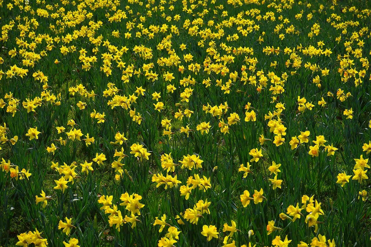 narcissina alcaloide narciso