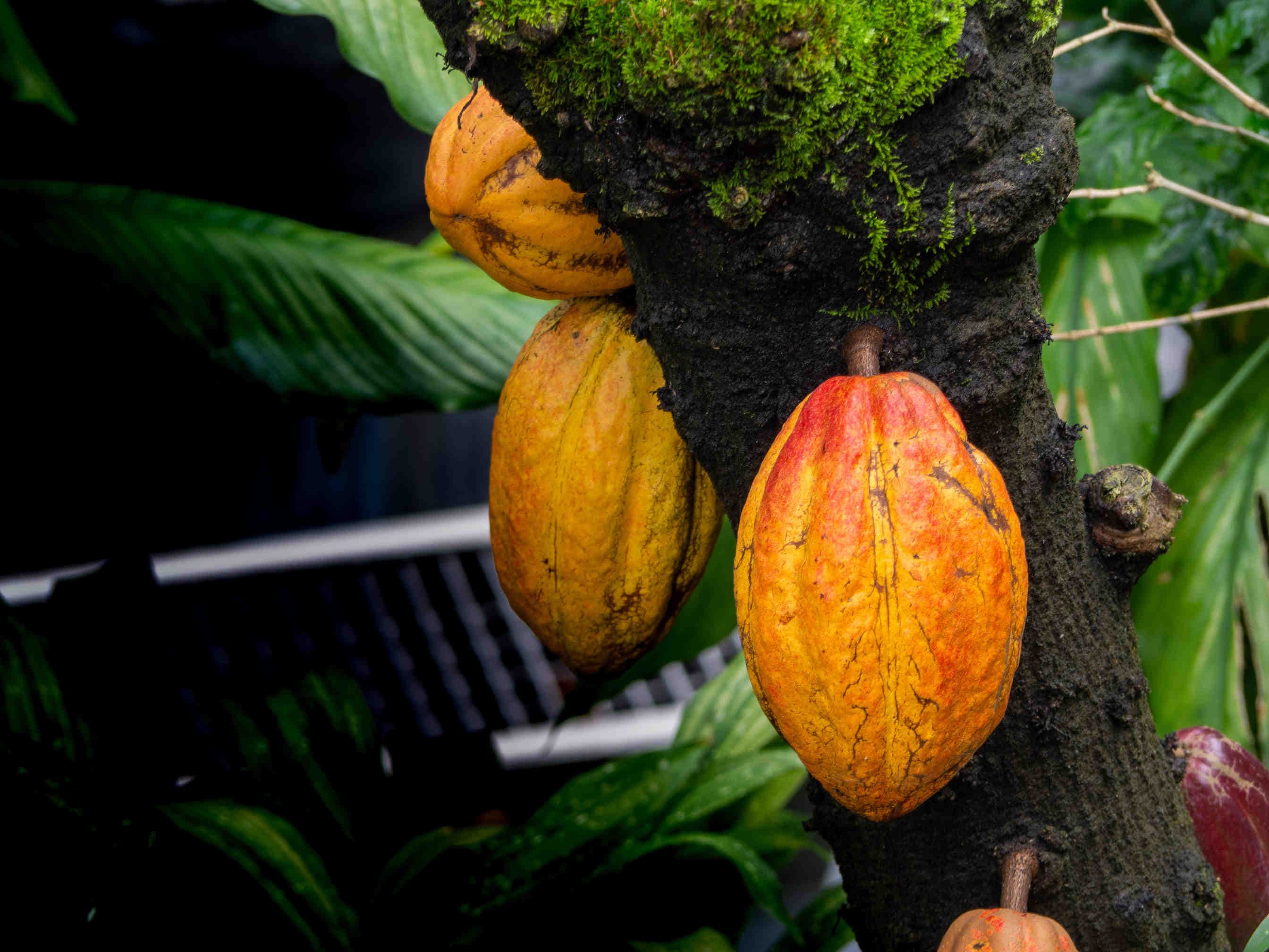 cacao