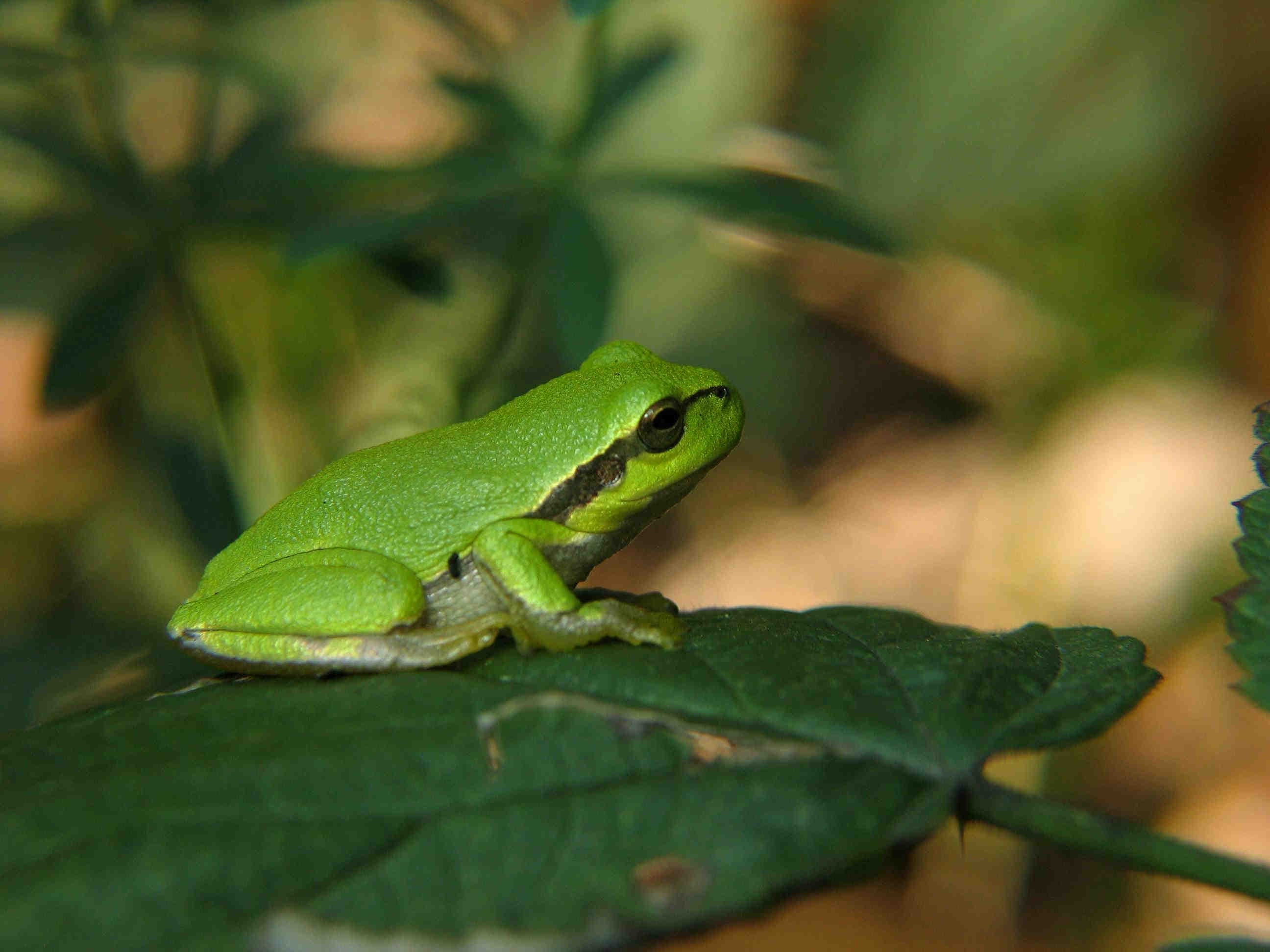 rana