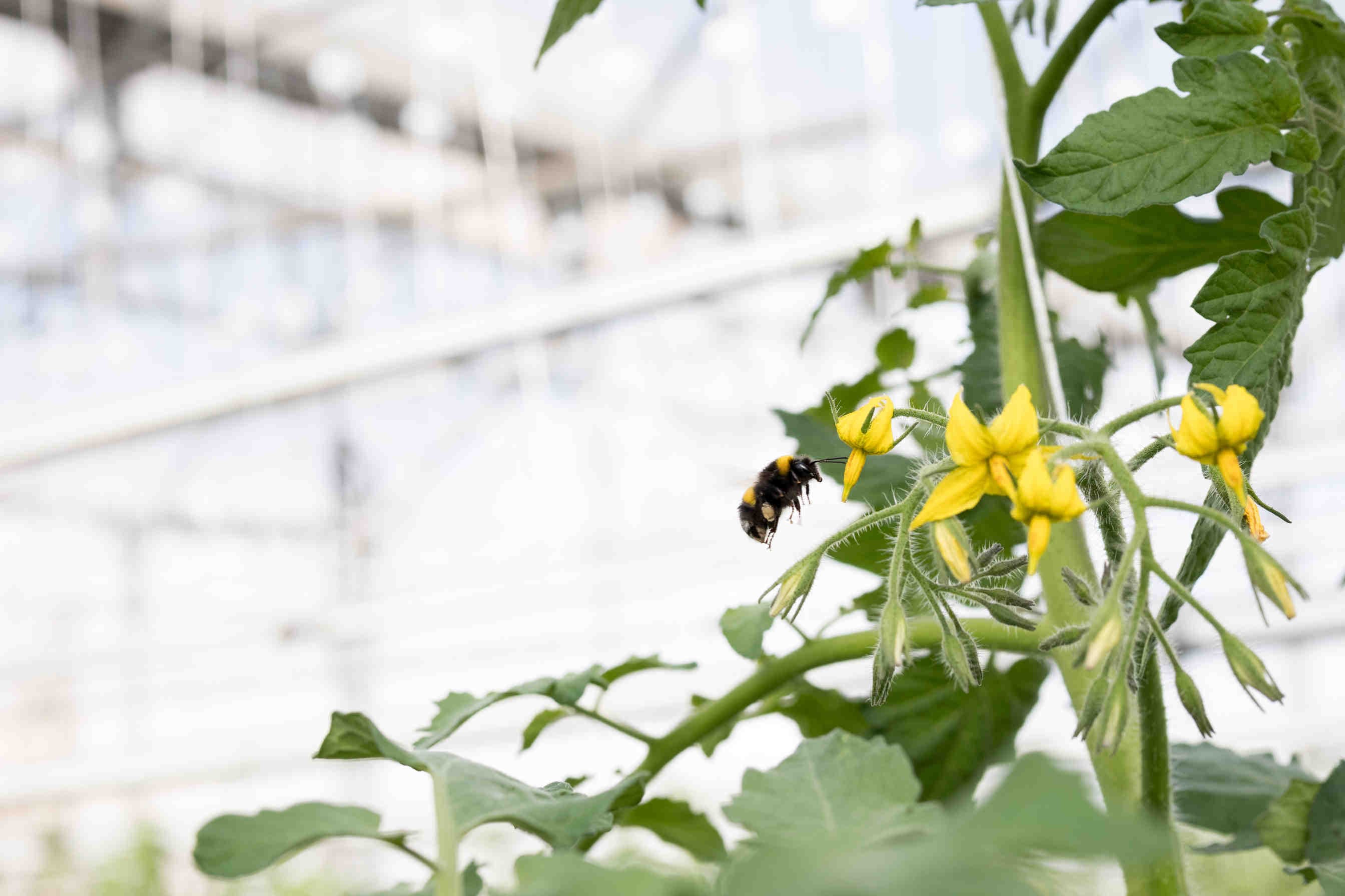 Bombus