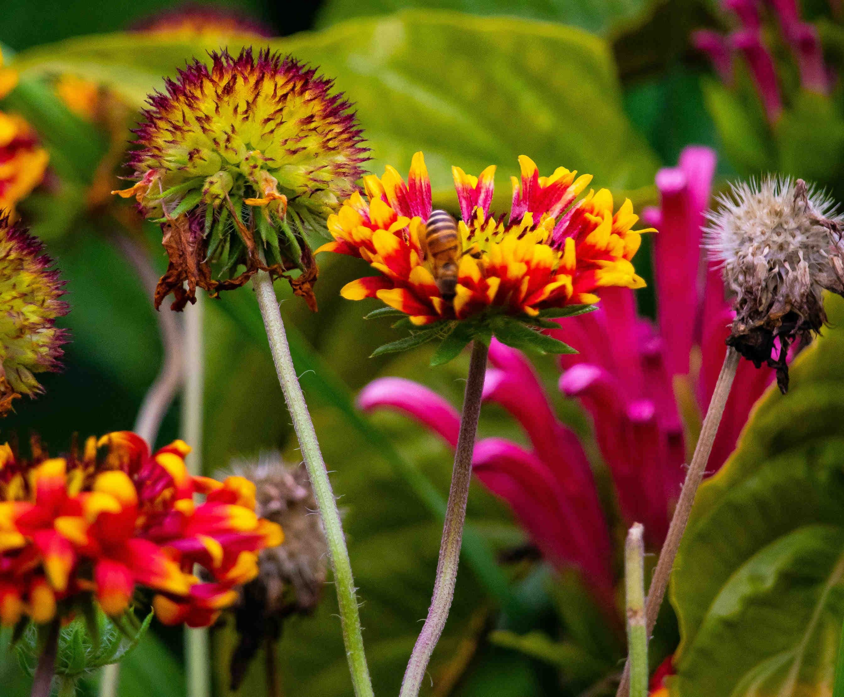 fiori