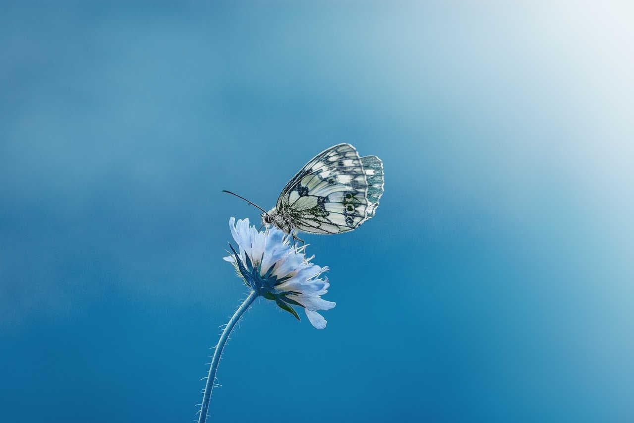 farfalla monitoraggio