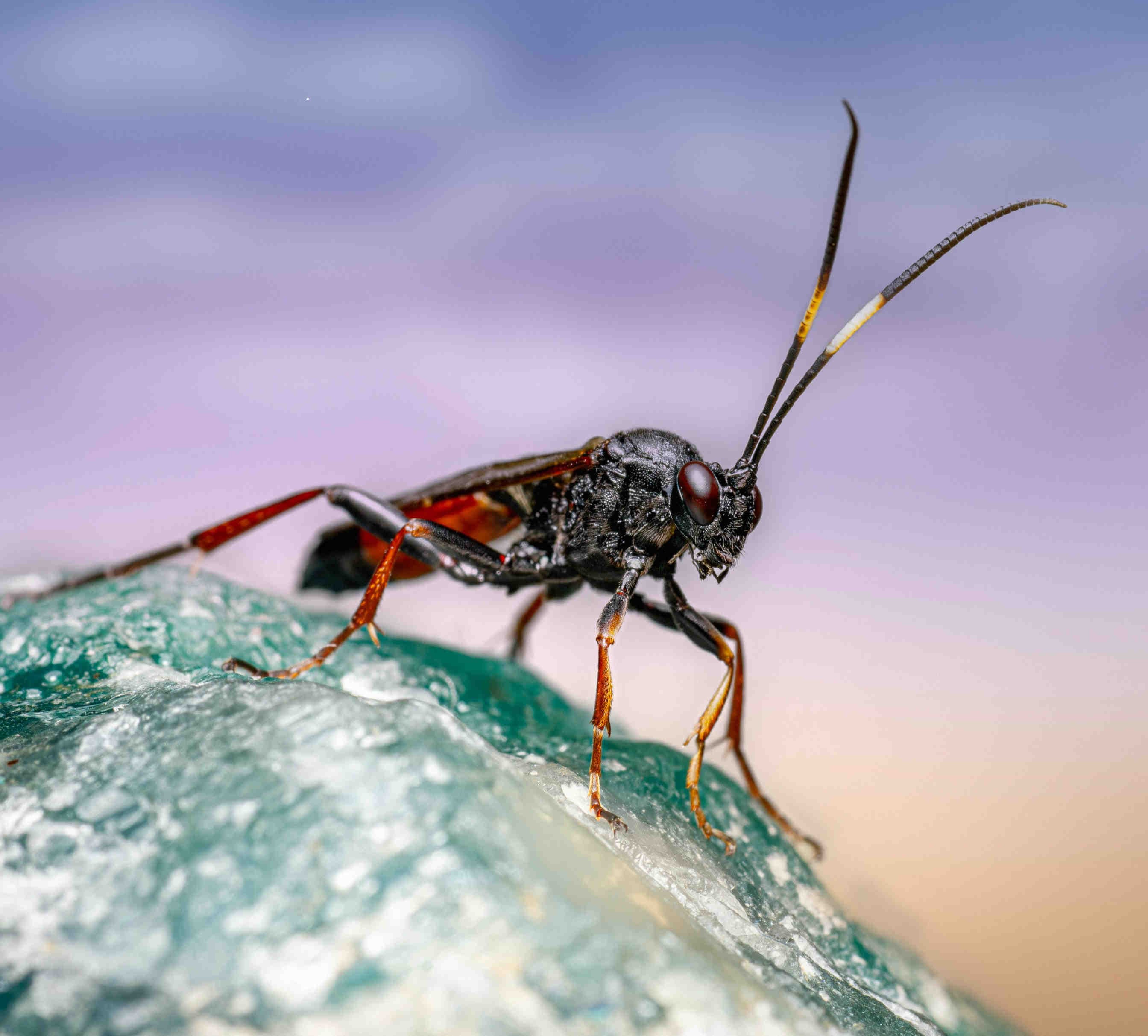 Black and red wasp
