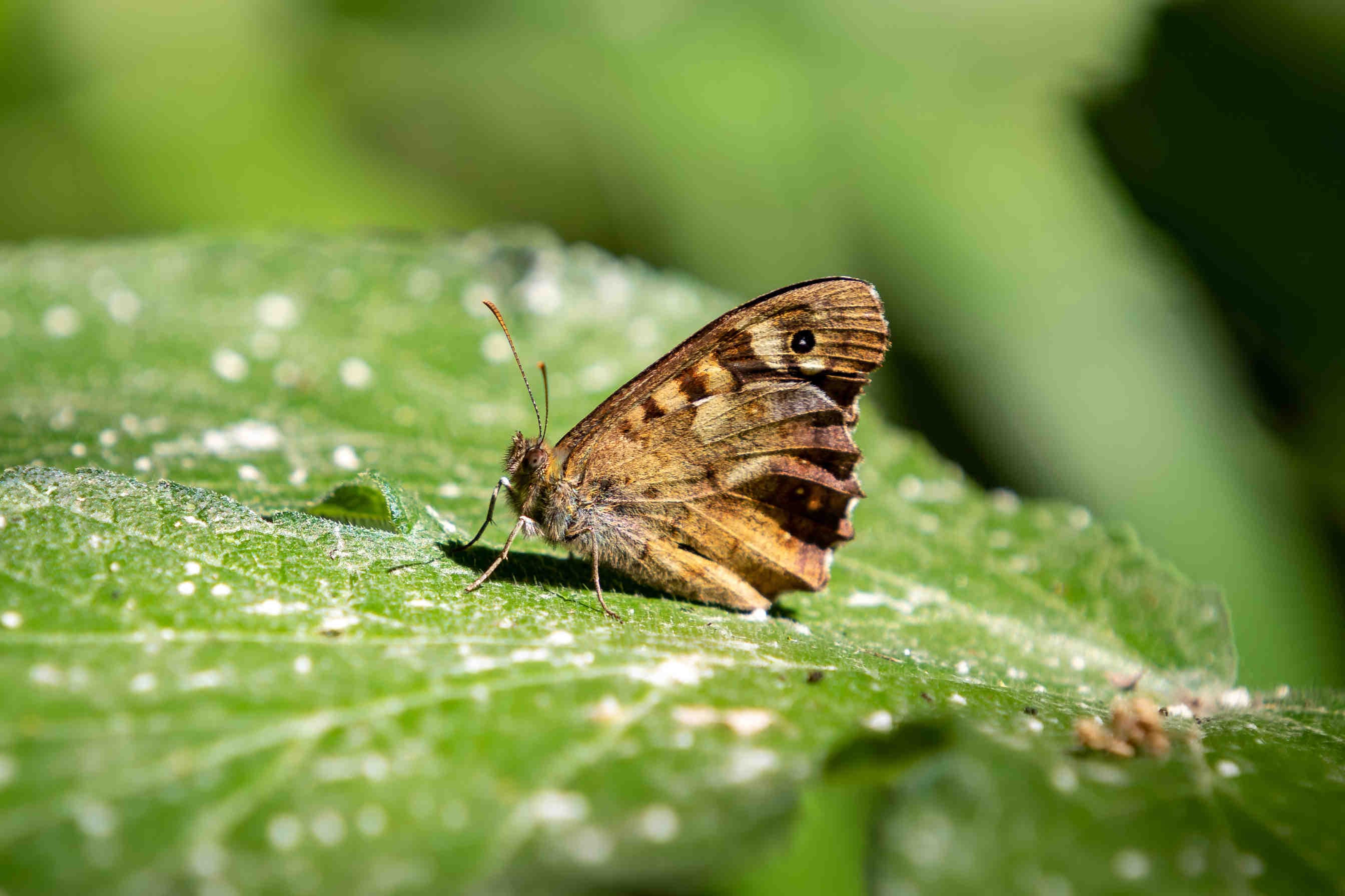biodiversità servizi ecosistemici 3Bee