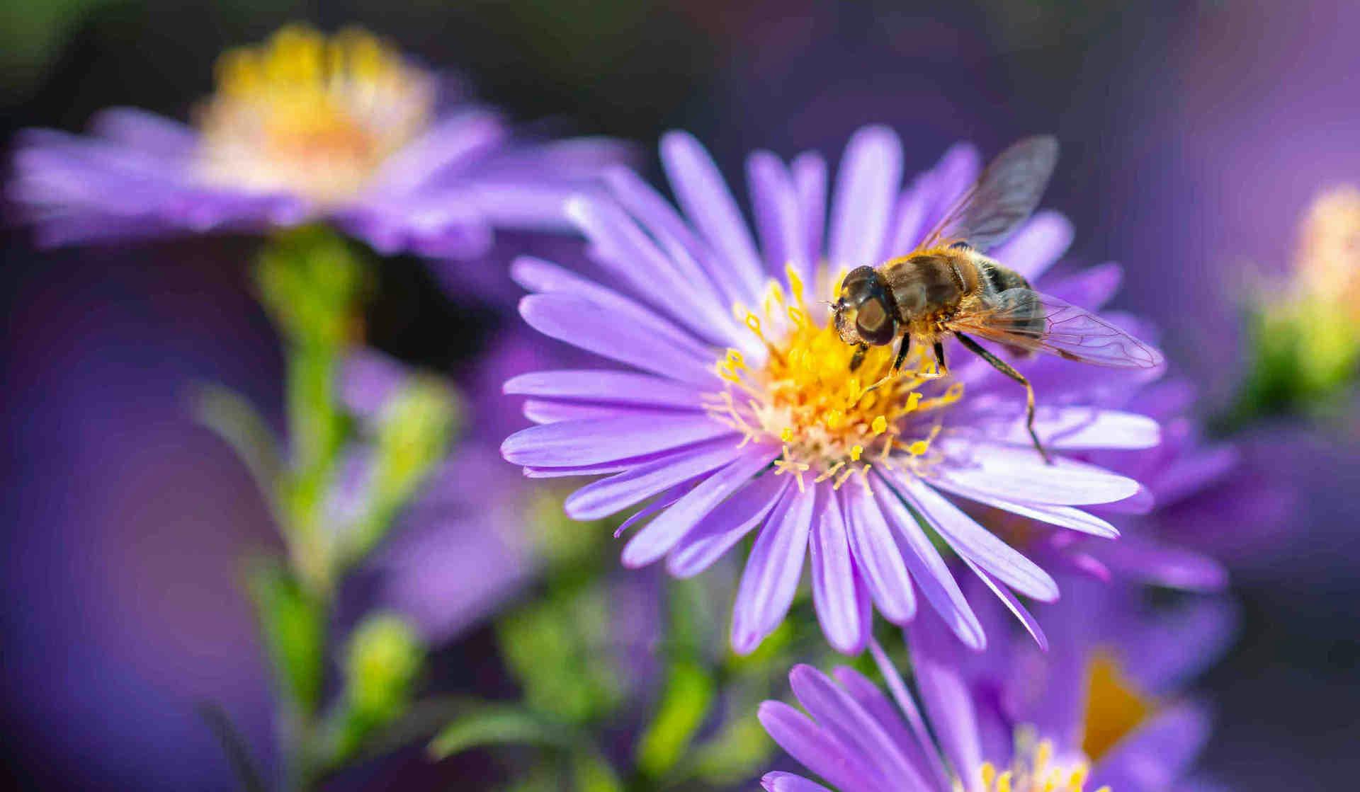 Journée de l'abeille 2023 : tous les faits intéressants