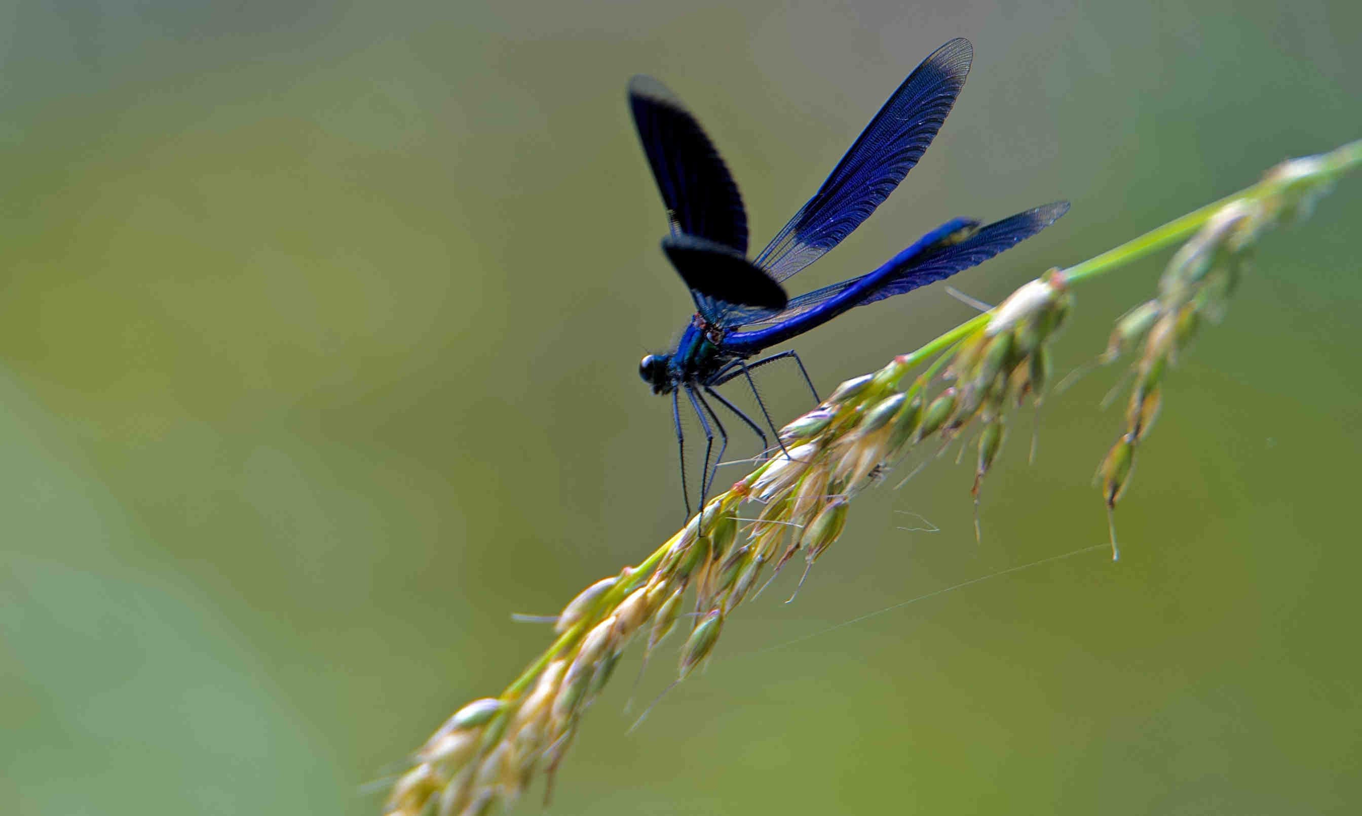 libellula
