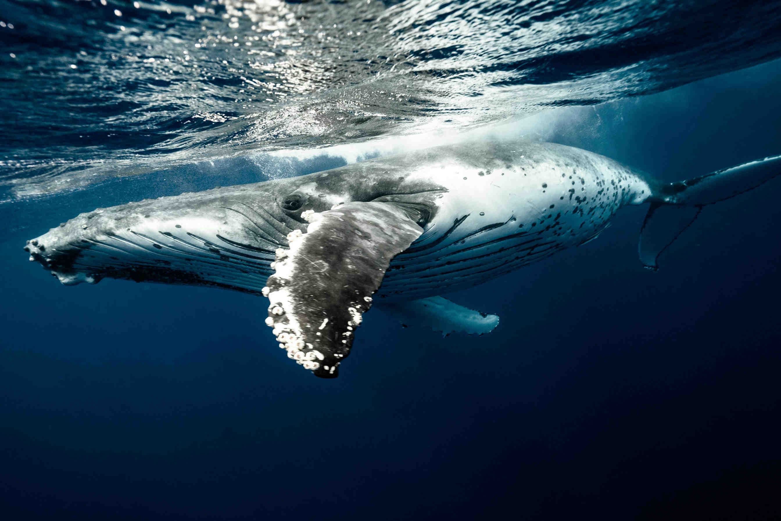 What are the longest-living animals and why are they important for biodiversity