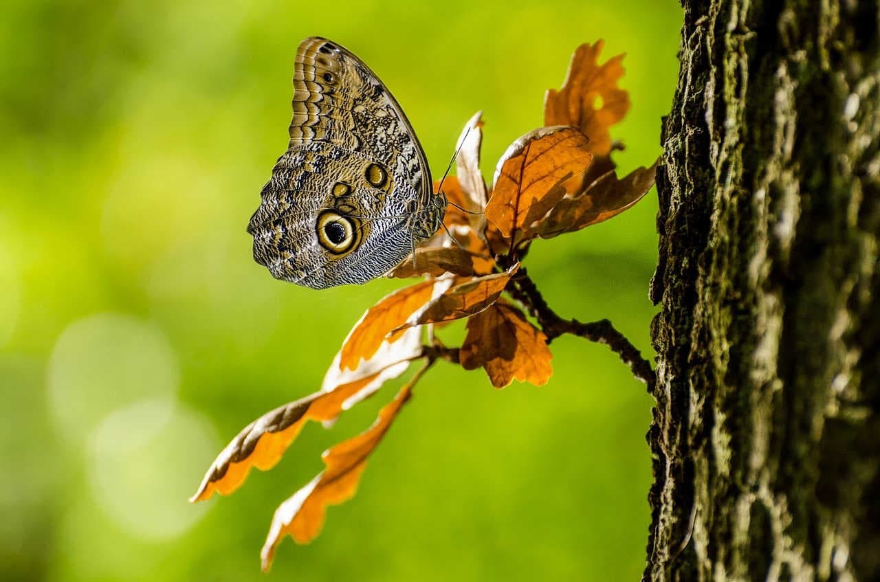 farfalla testa di gufo