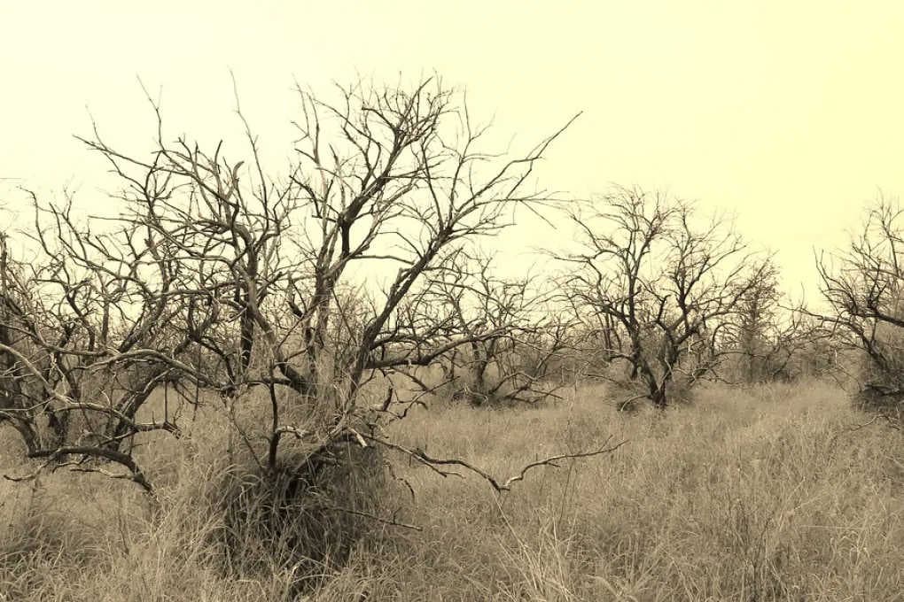 The damages of human activity