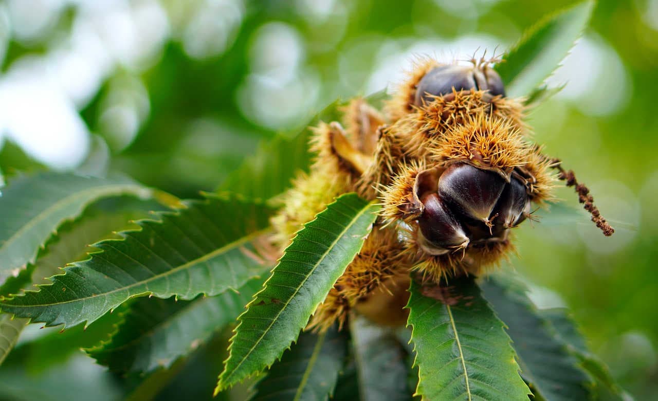 castagne