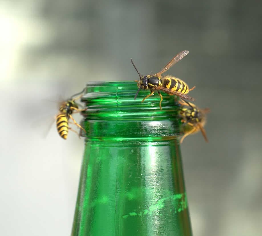 Vespid wasps on bottle