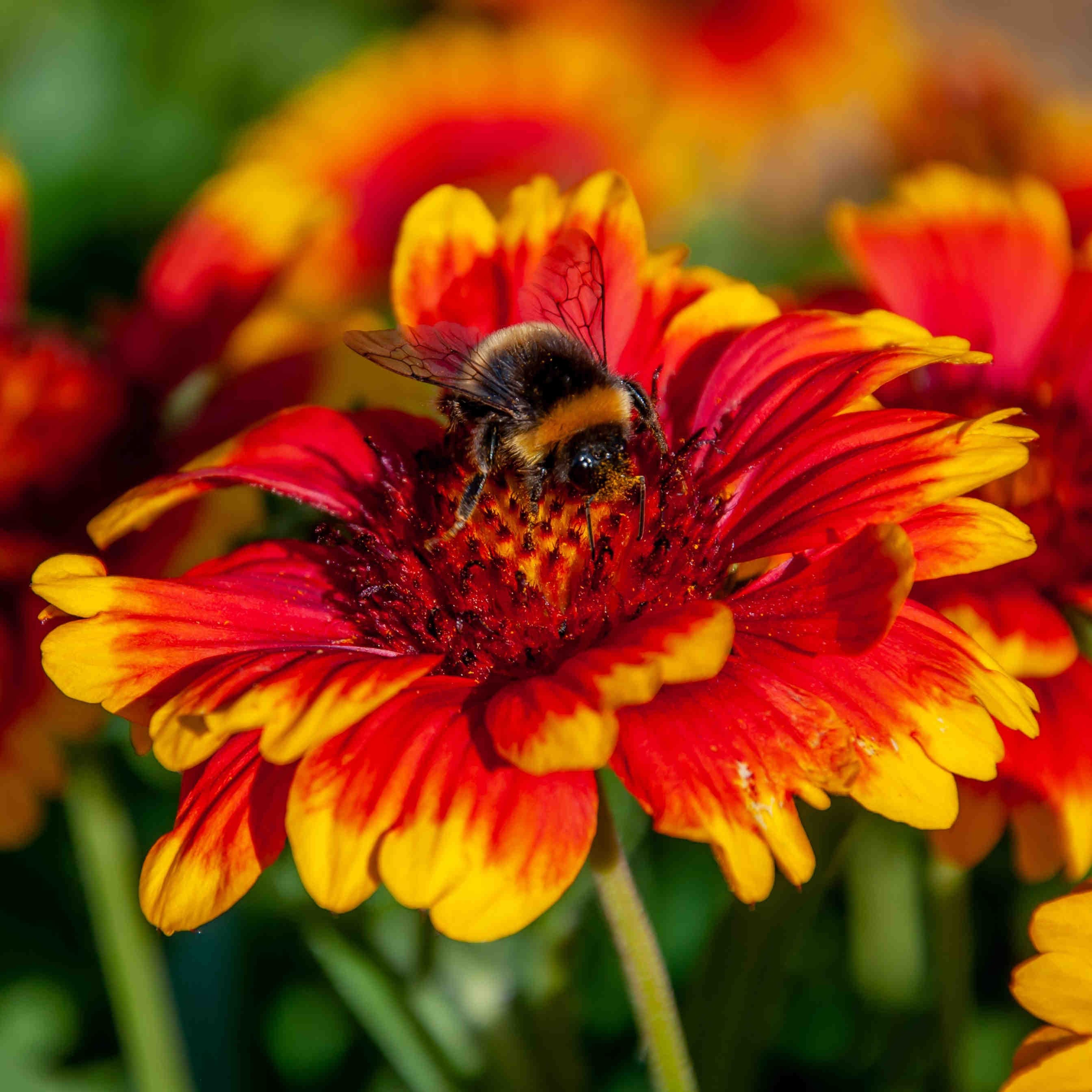 ape fiore rosso