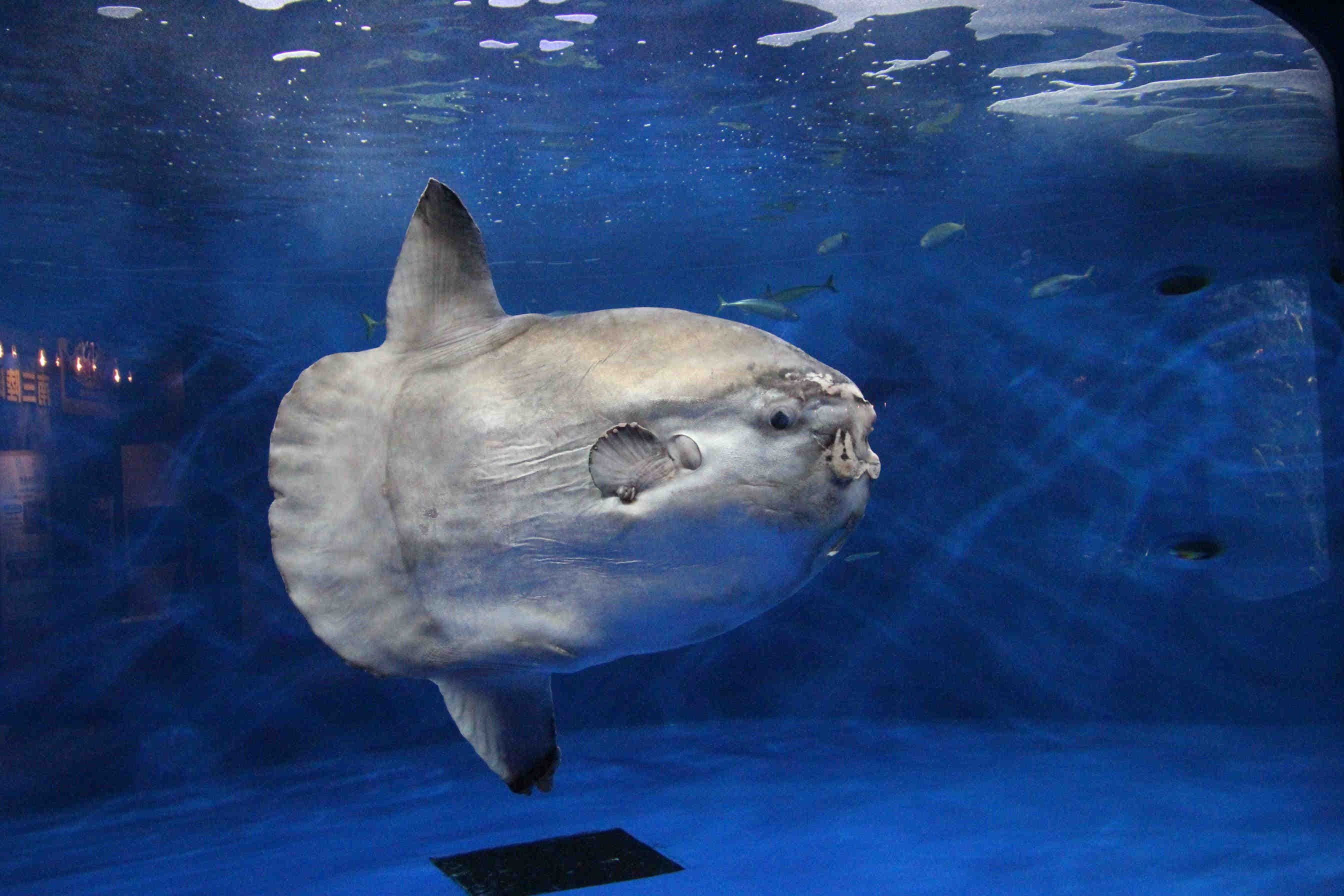 riproduzione pesce luna mola mola