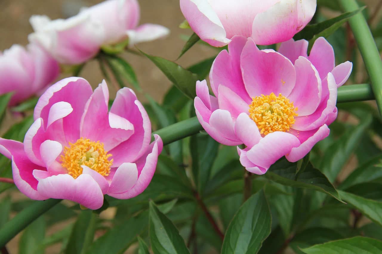 peonia fiori