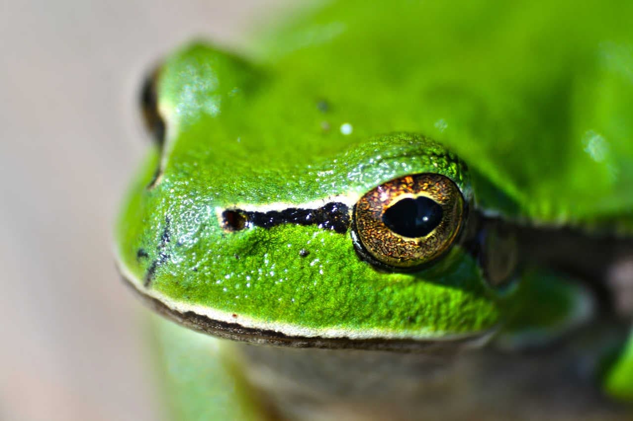 rana