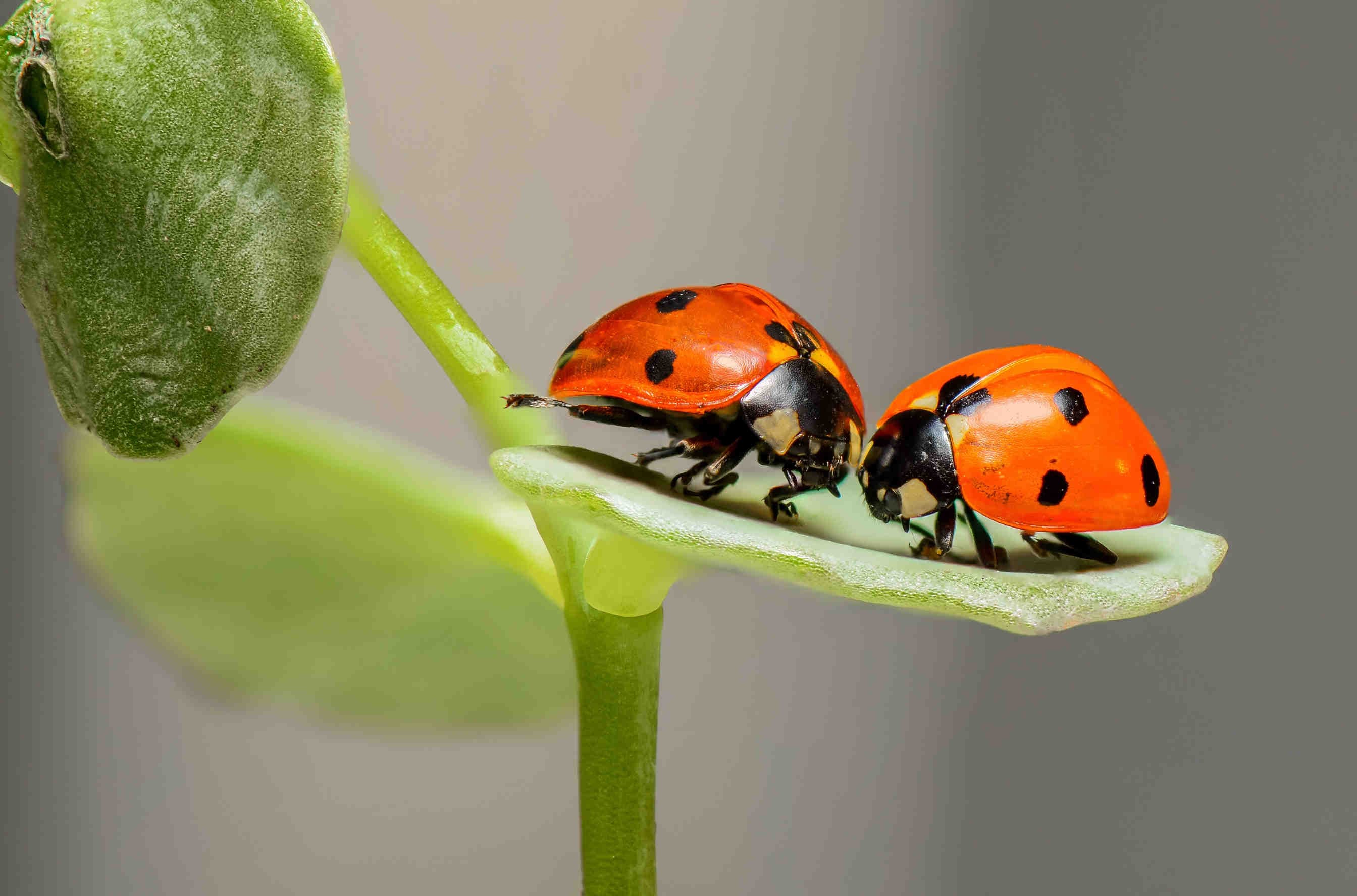 coccinelle impollinatori 3Bee