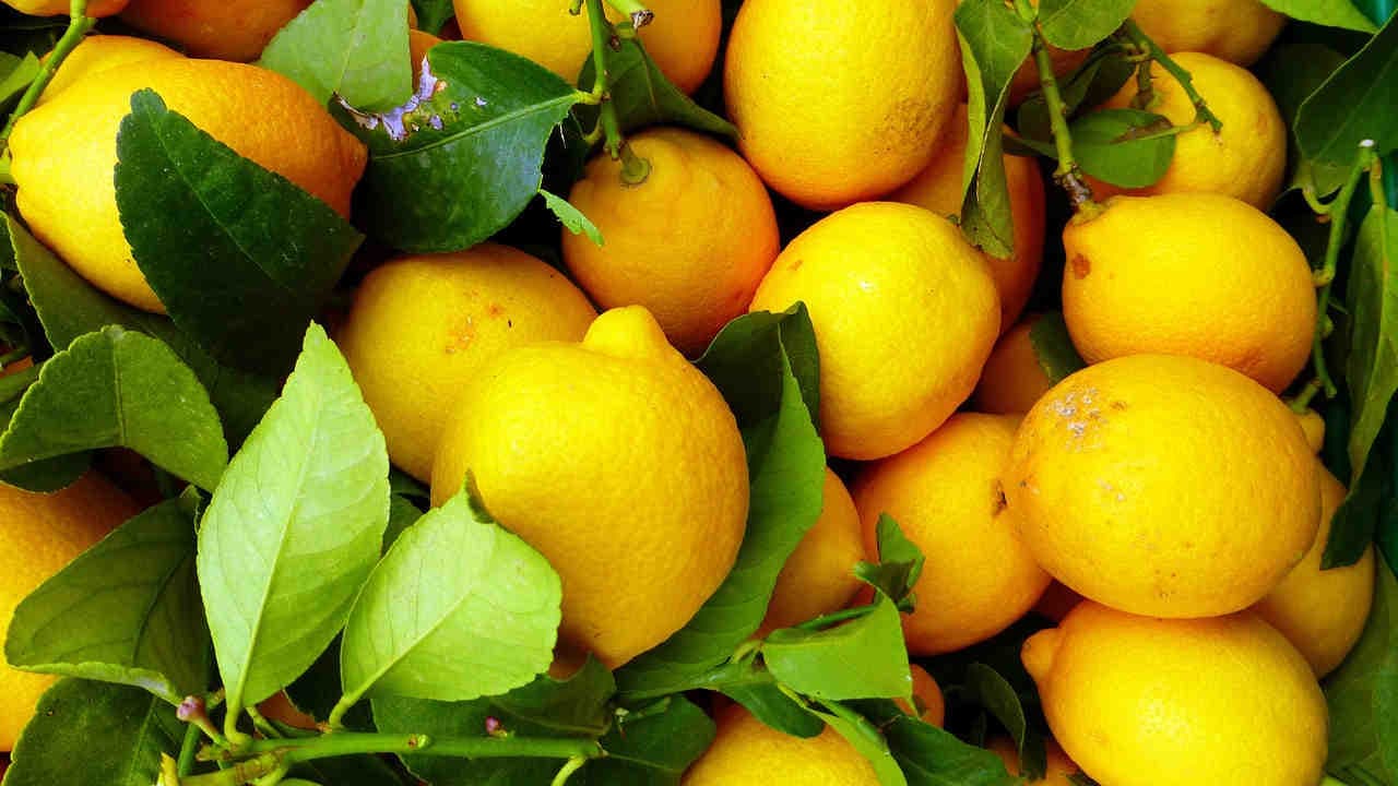 Il limone: un tesoro giallo, dal Mediterraneo ai Tropici