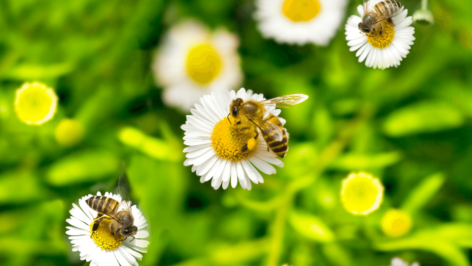 Green Friday 3Bee