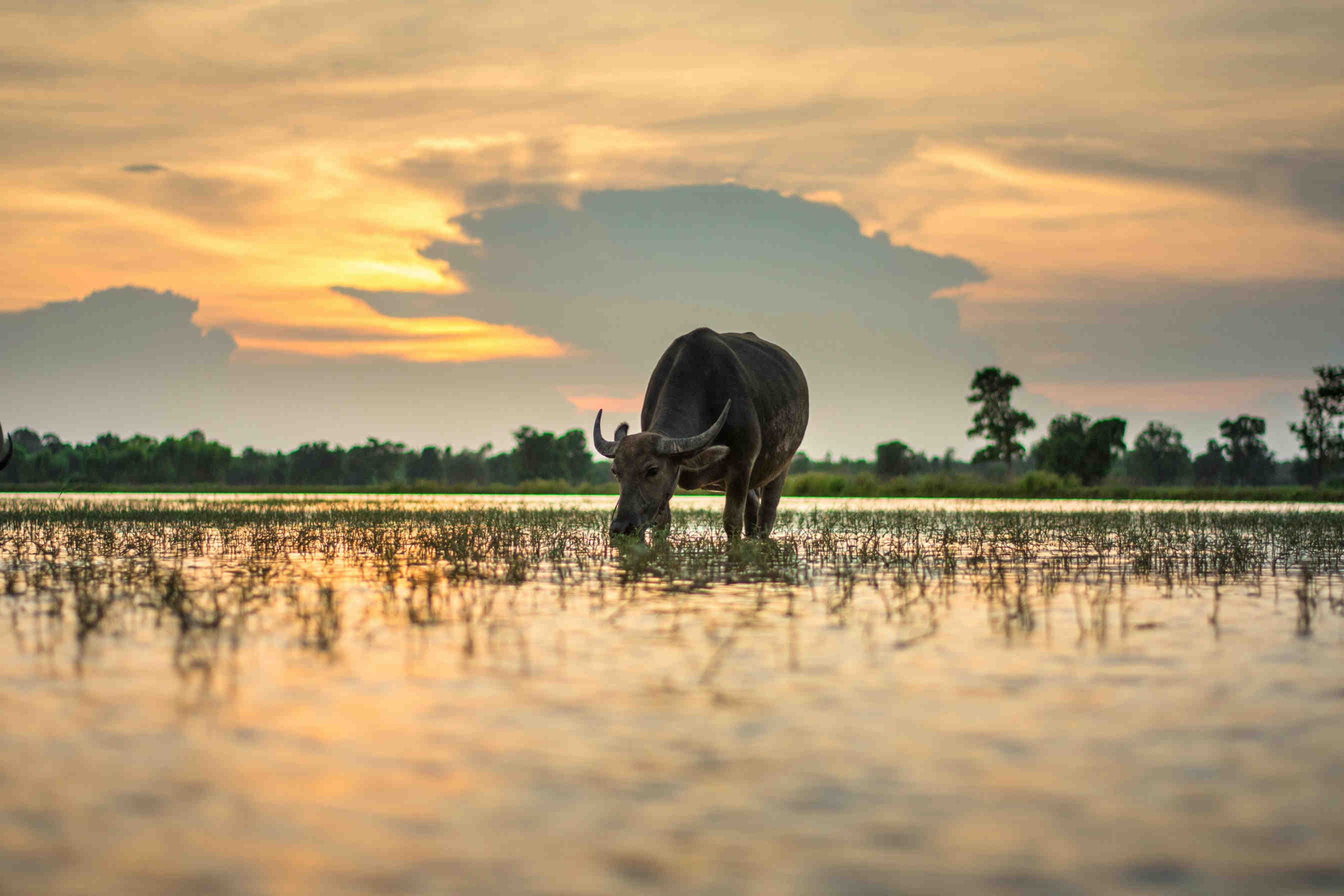 bufalo d'acqua