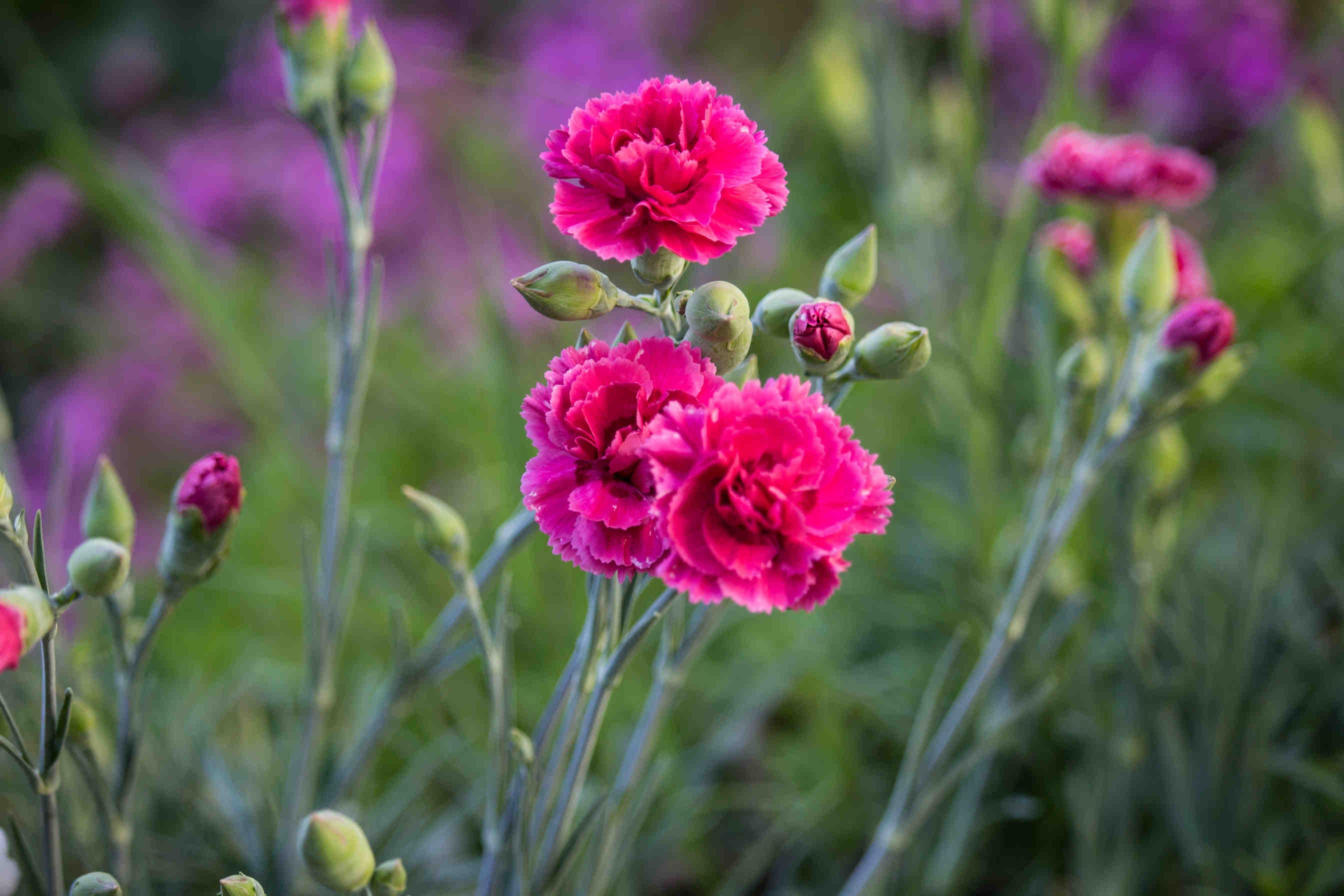 fiori garofano comune