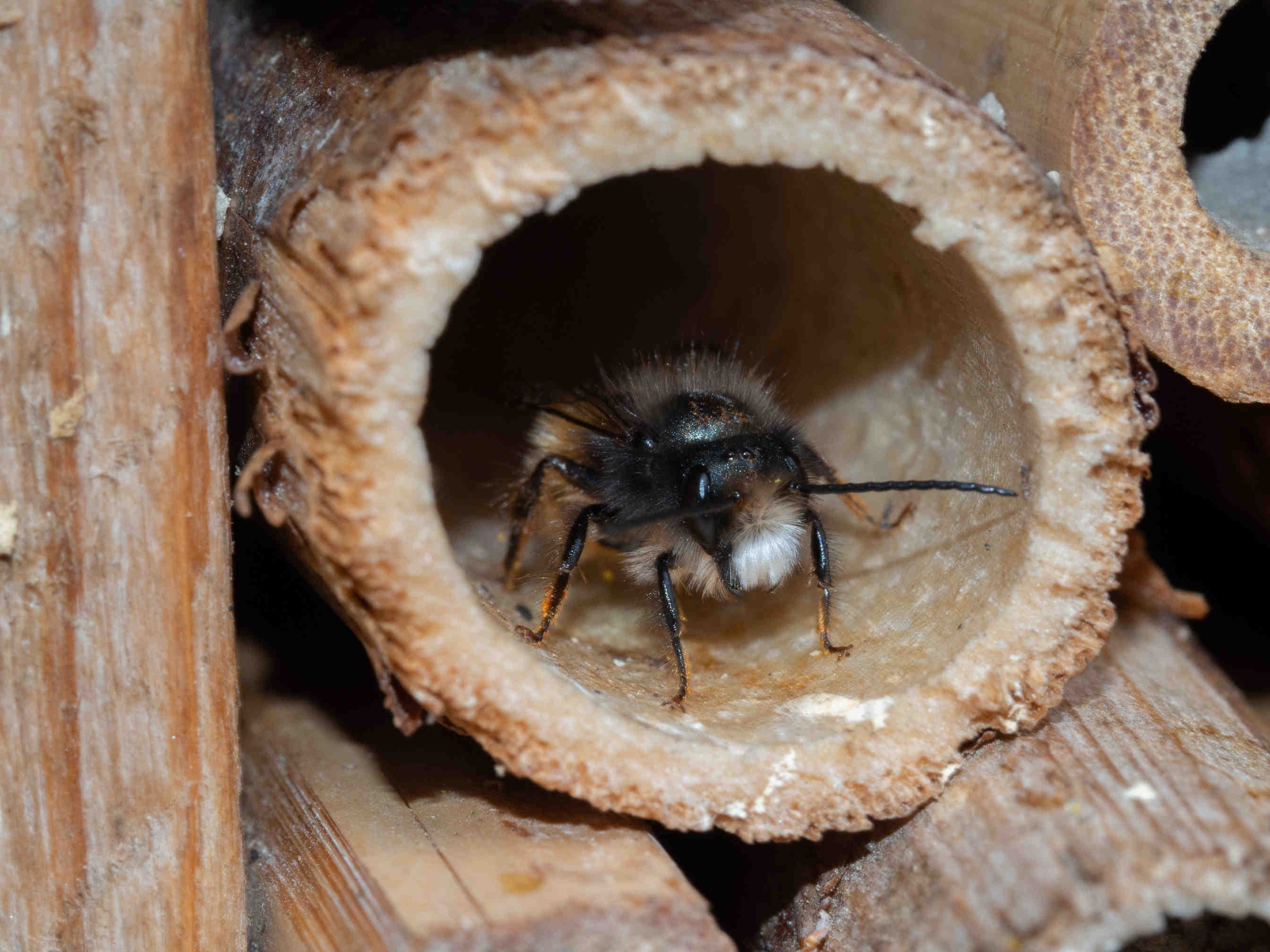 osmia