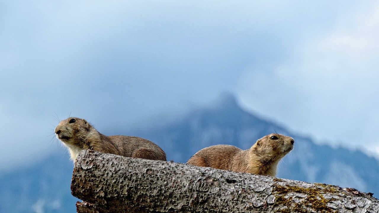 Deux marmottes sur un tronc d'arbre