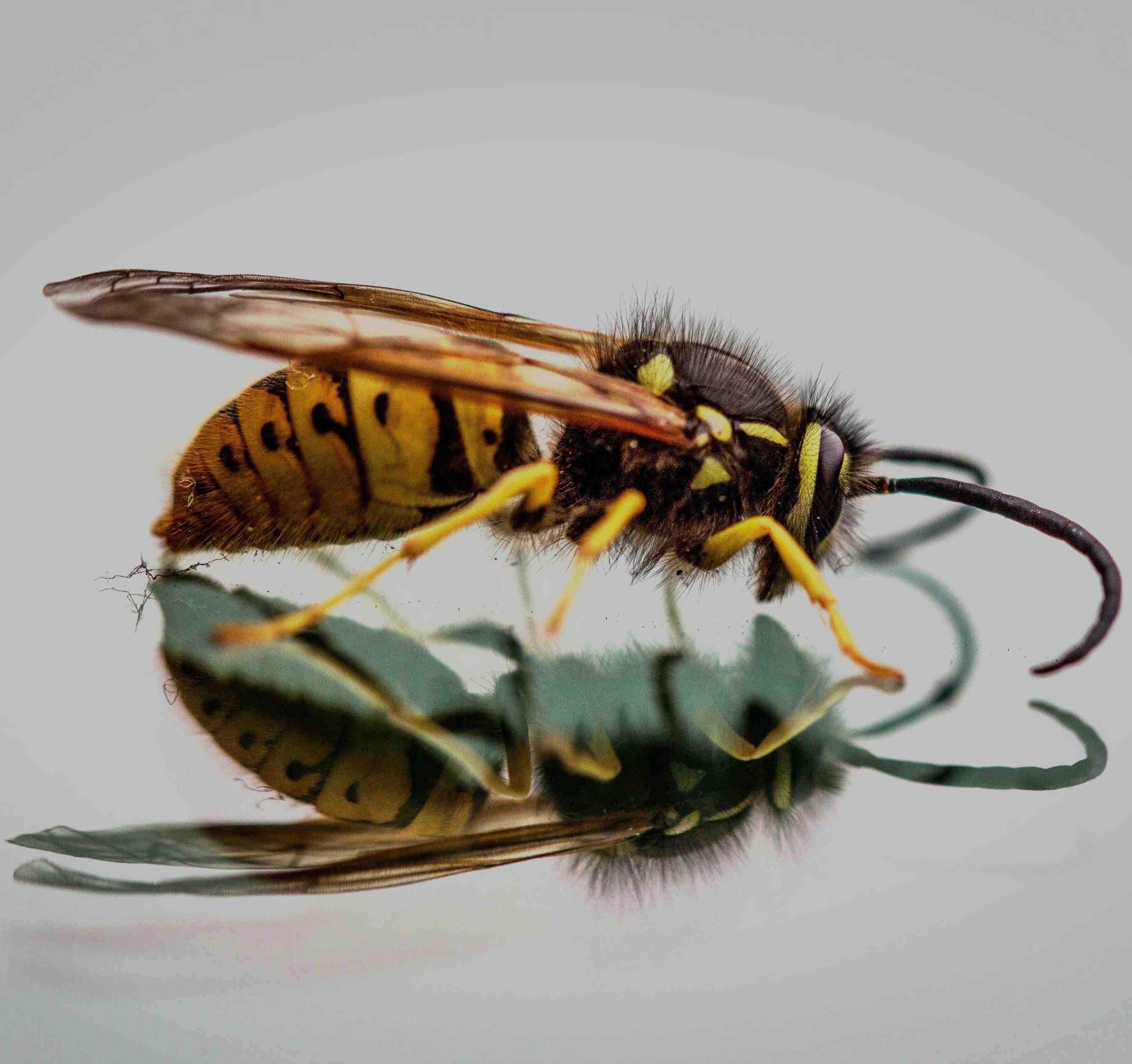 Wasp looking at reflection