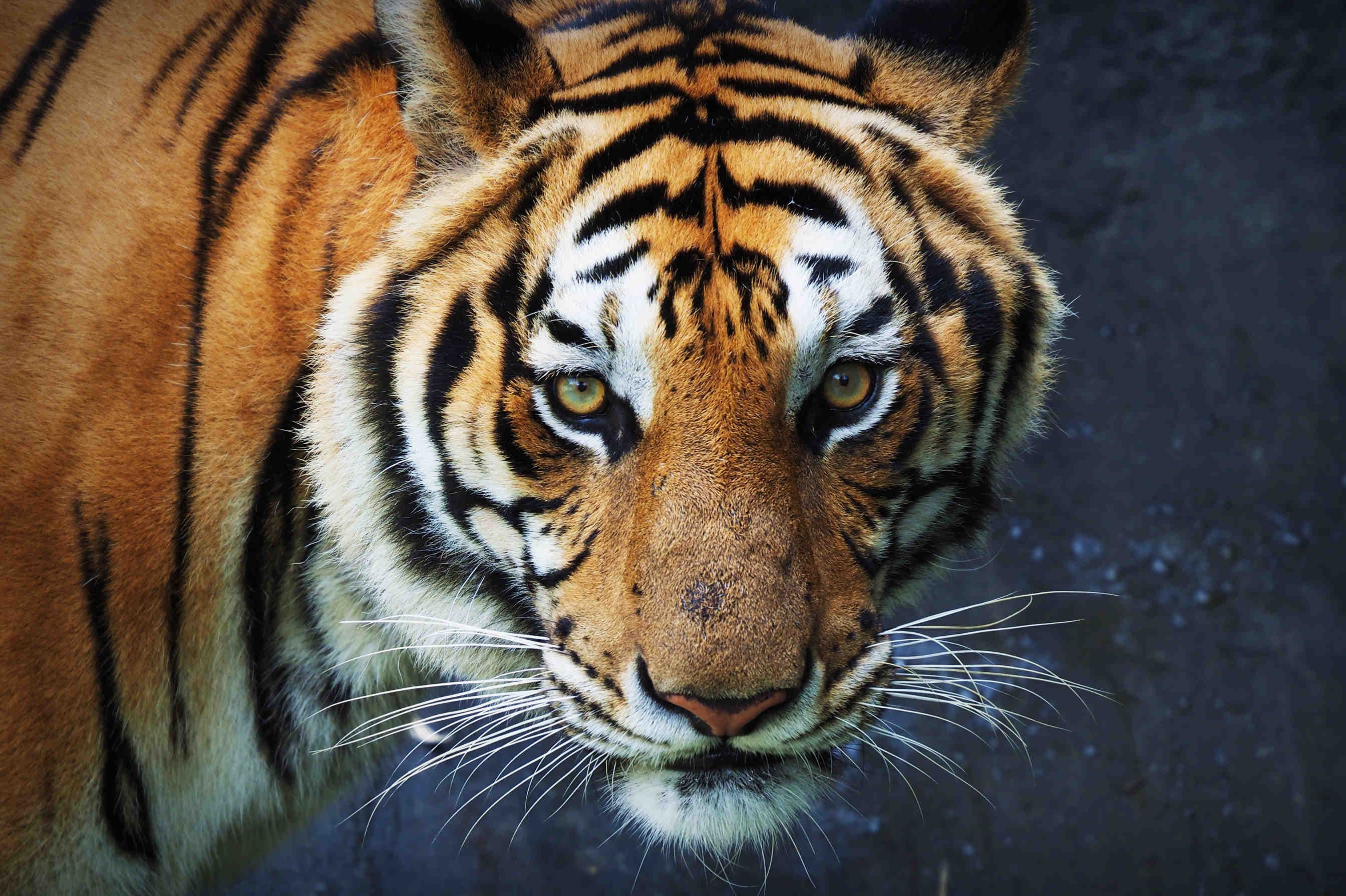 tigre