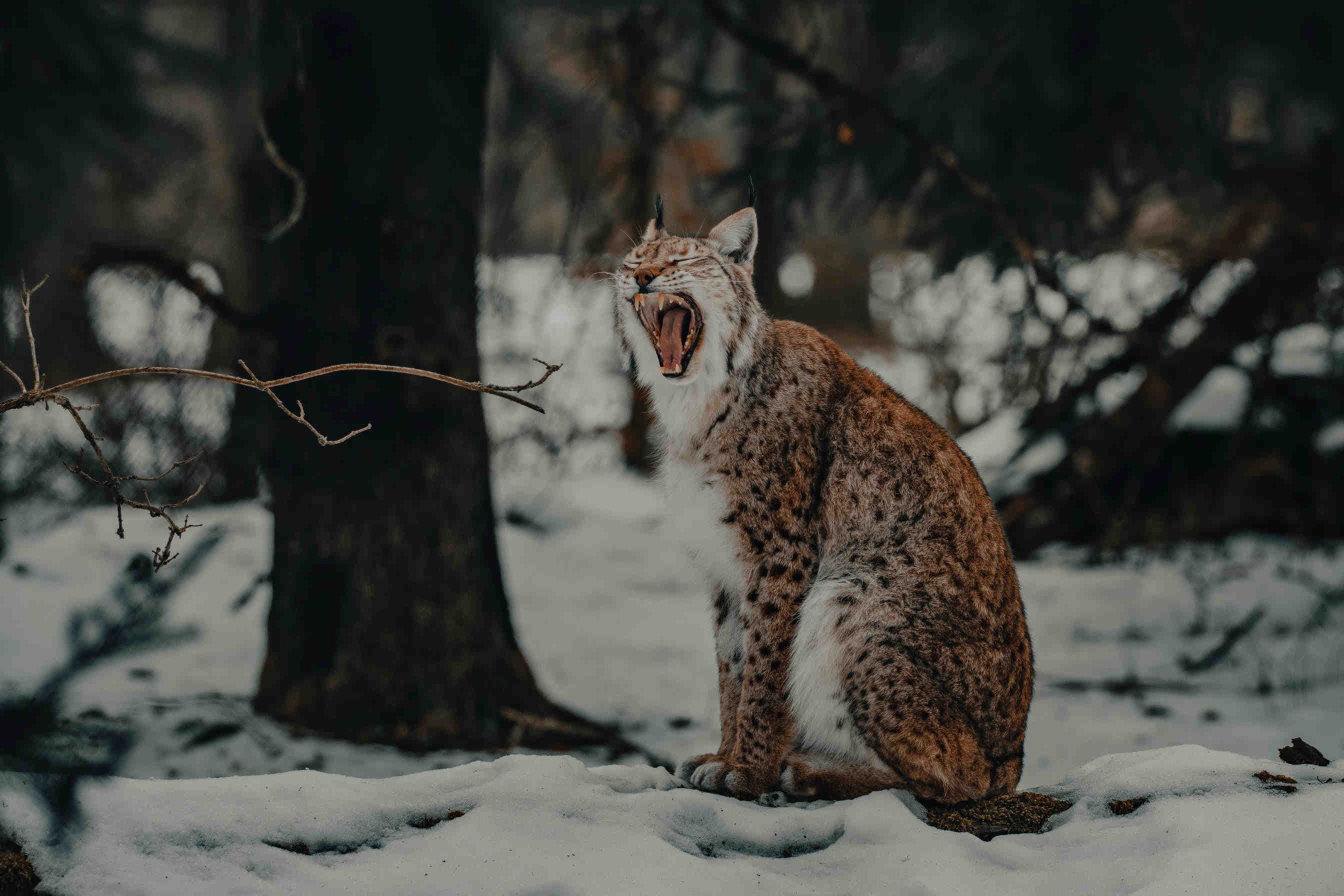 Liberazione della sesta lince in Italia