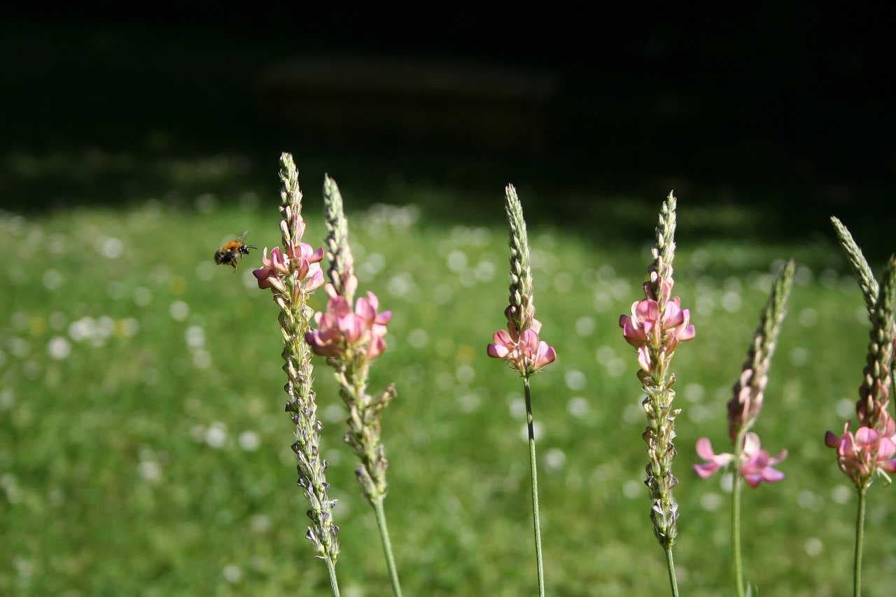 Miele di Lupinella: caratteristiche e gusto