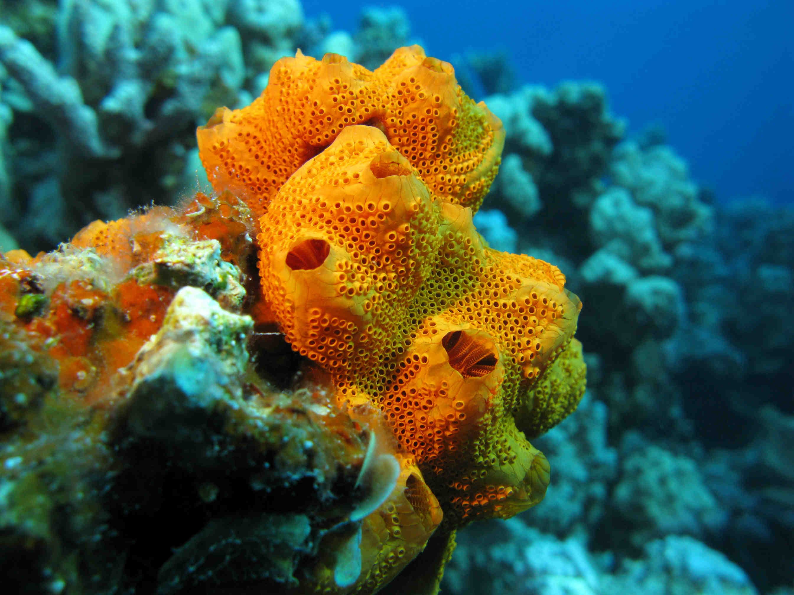 spugna corallina