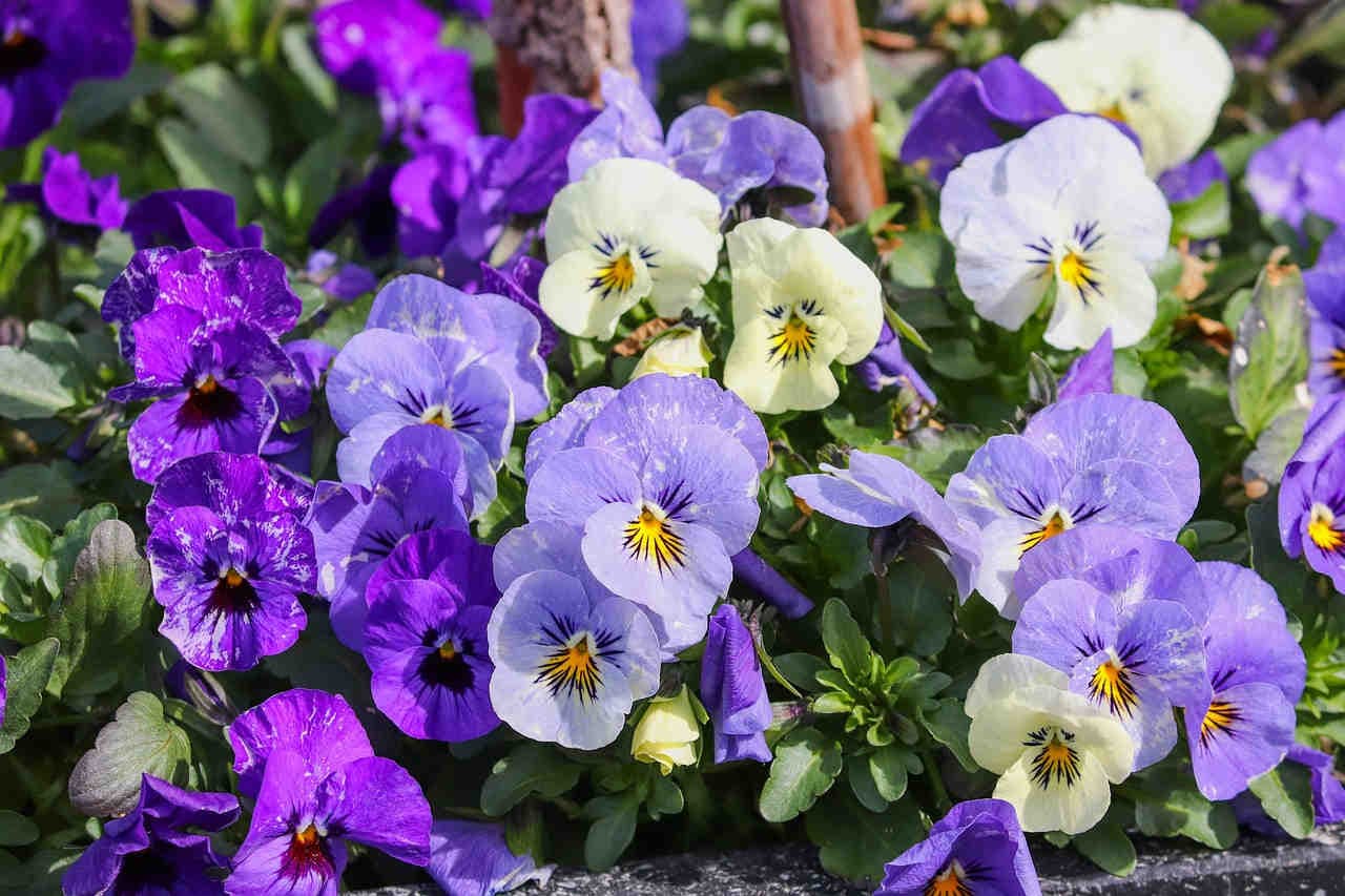 Viola del pensiero e viola comune: tutto ciò che devi sapere