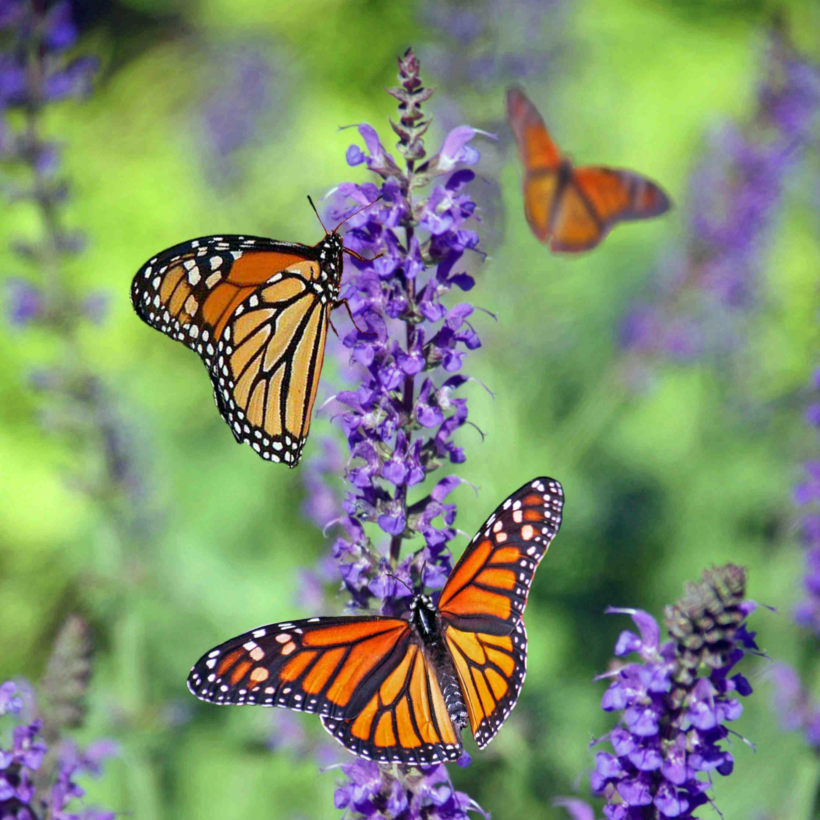 farfalle monarca fiori