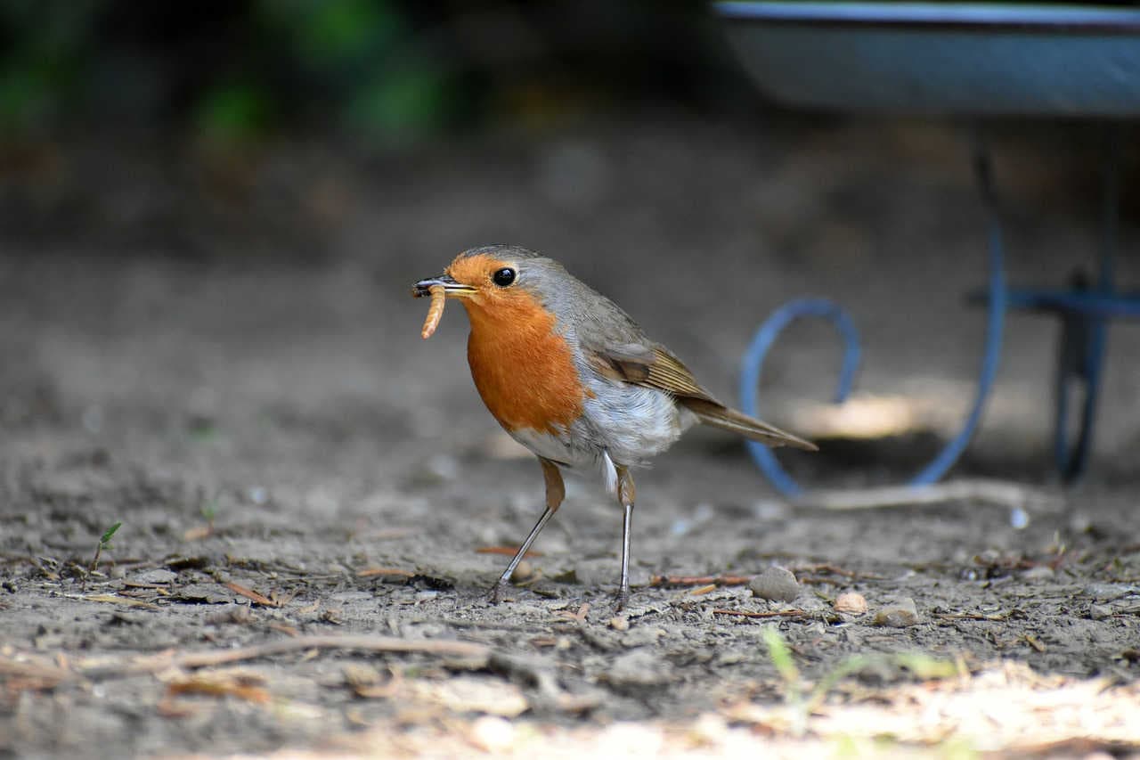 How bird numbers are falling due to insect decline