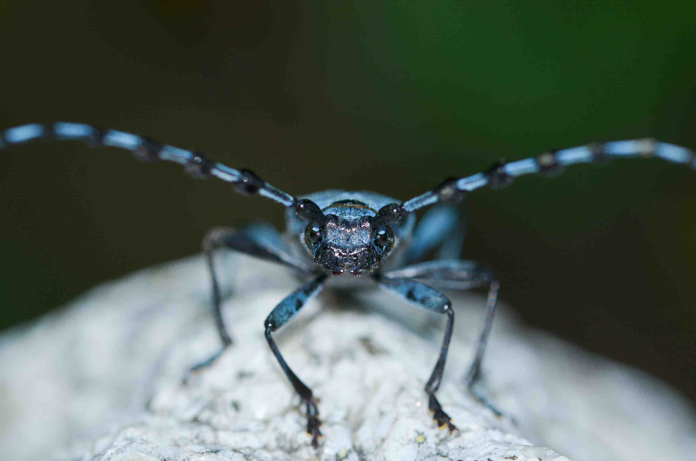 Rosalia alpina