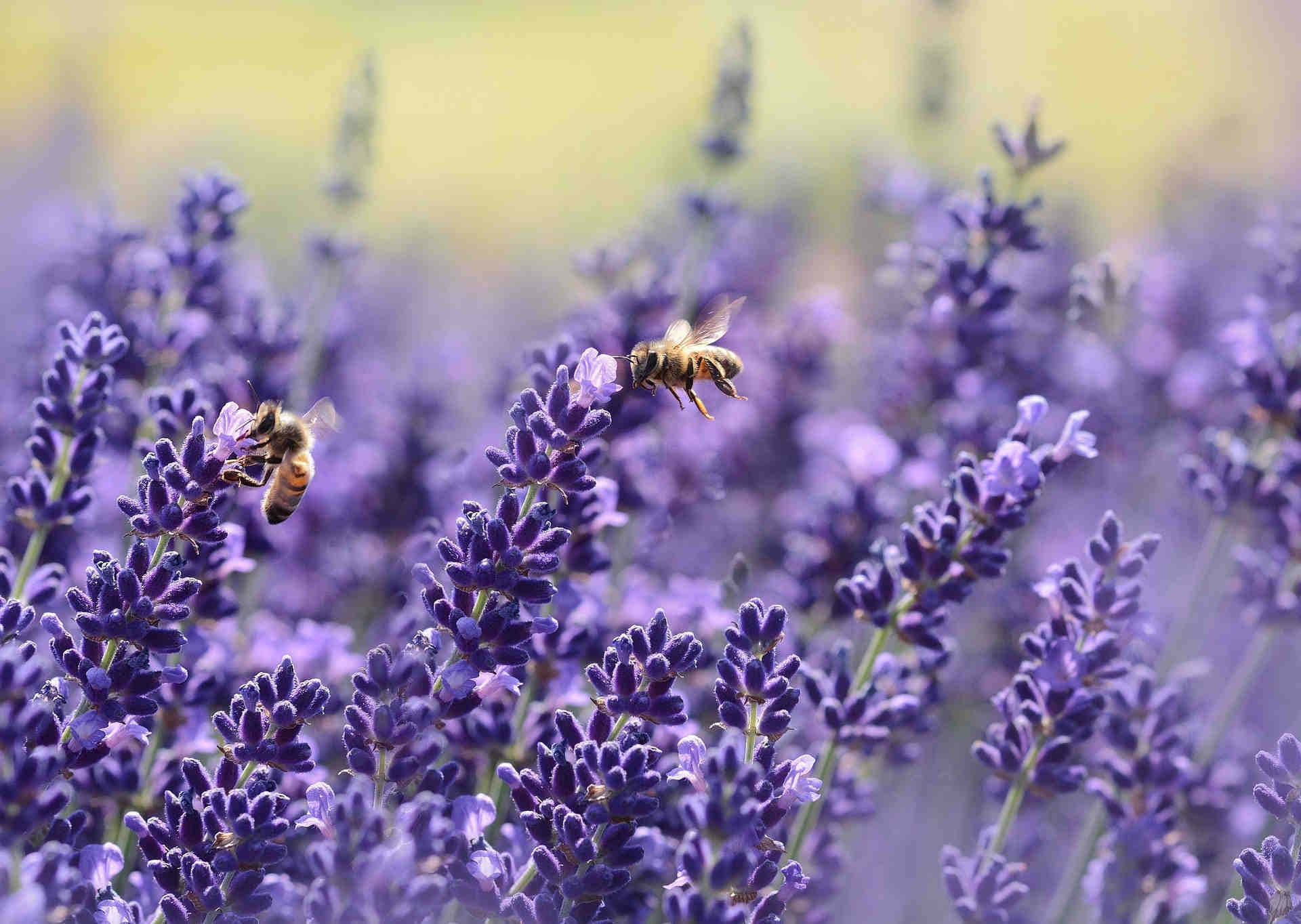 Strategia dell'UE sulla biodiversità per il 2030