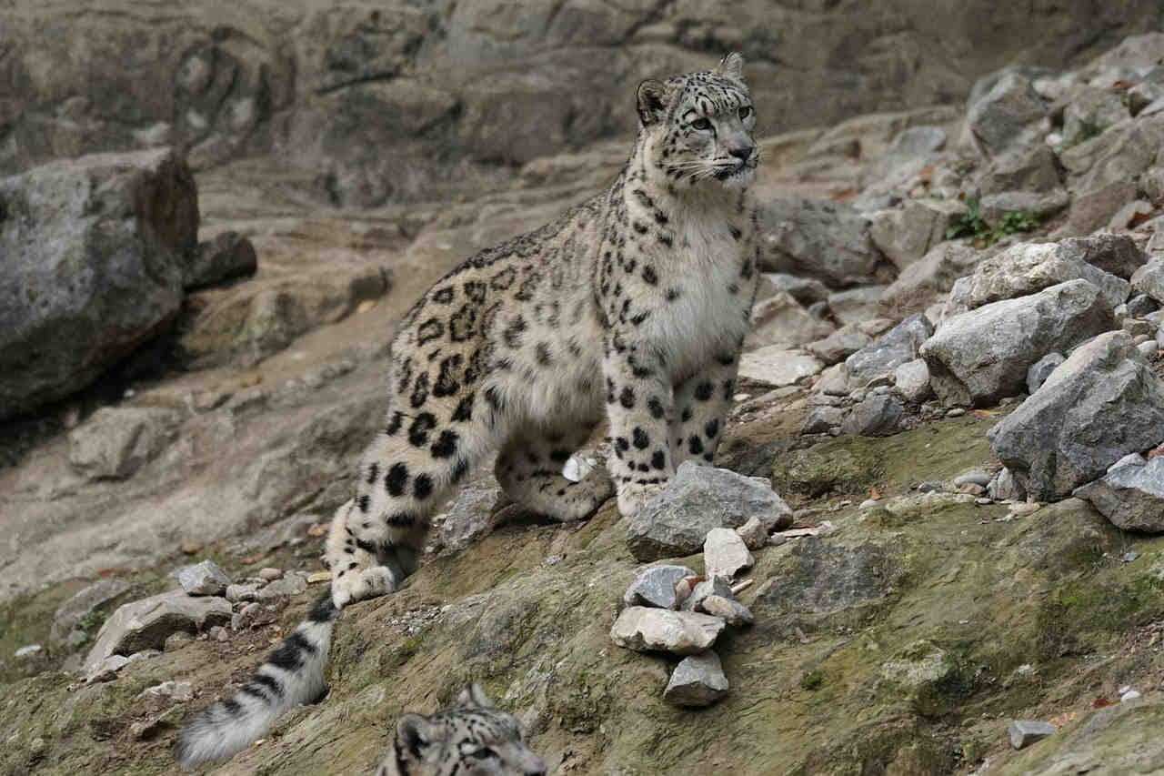 grande predatore il leopardo delle nevi
