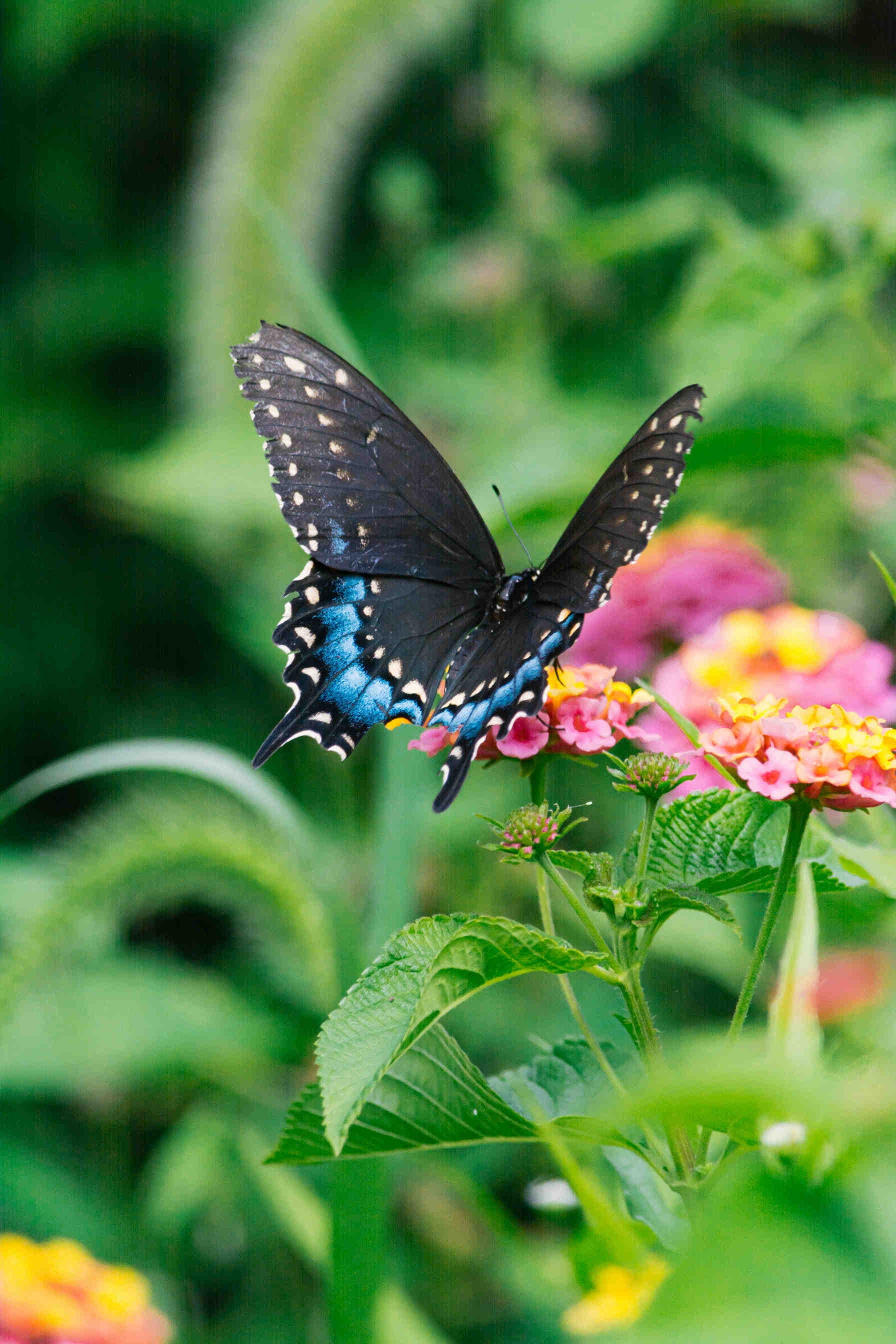 Perché proteggere la biodiversità?