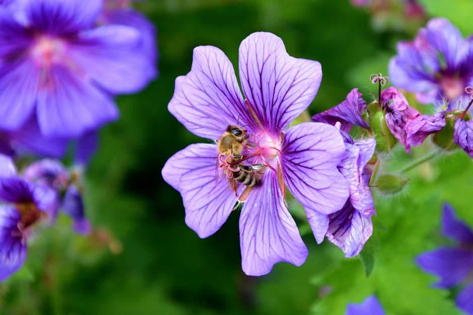 Carrefour : un engagement concret pour les abeilles avec 3Bee