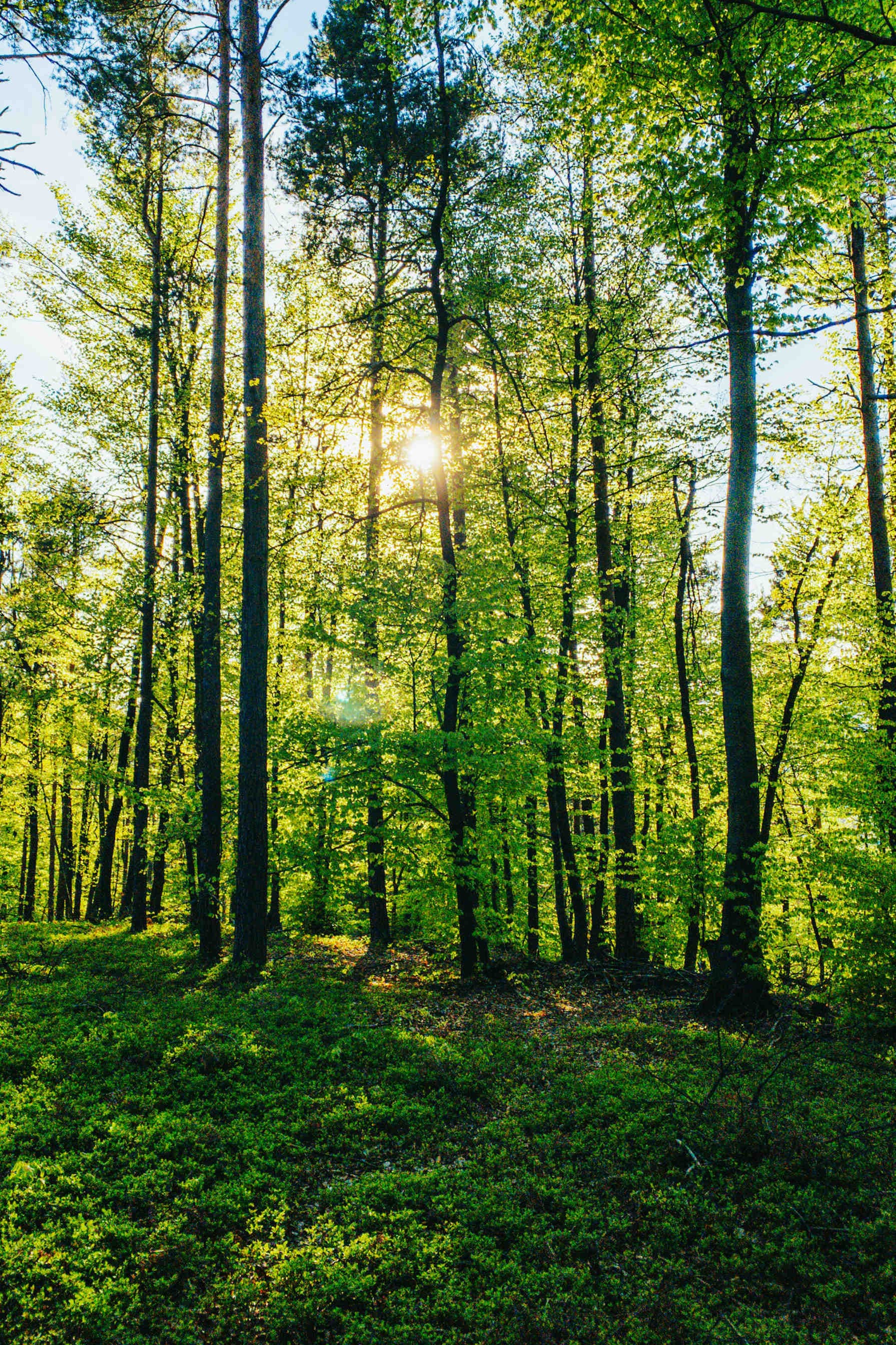 Improve your CSR report by adopting your corporate's forest