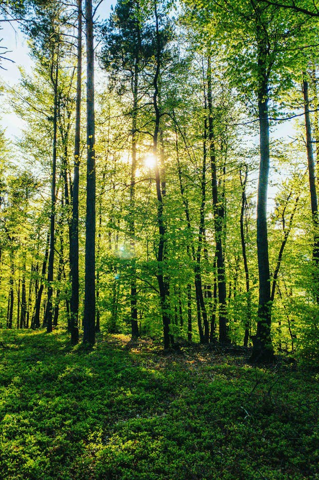 Improve your CSR report by adopting your corporate's forest